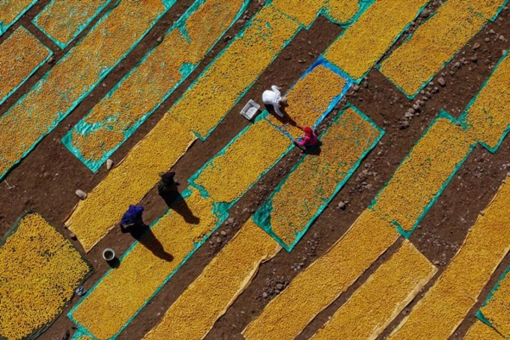 Malatya'da Kayısı Hasad Zamanı