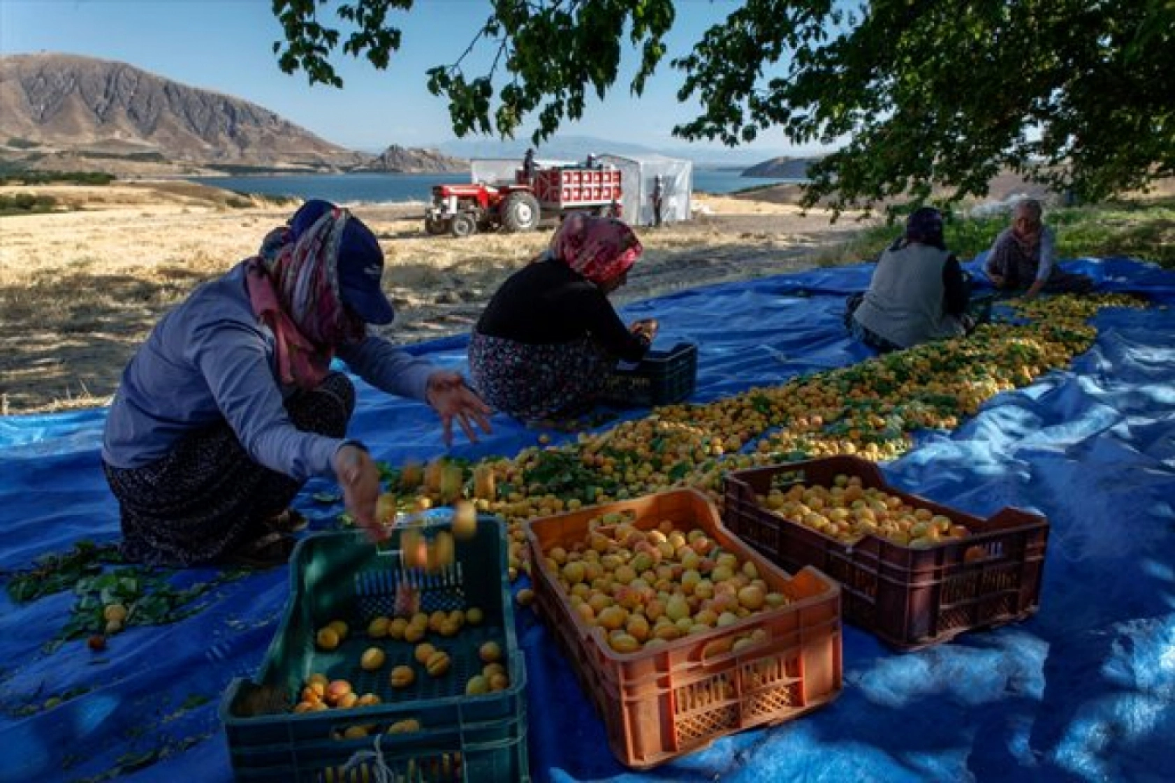 Malatya'da Kayısı Hasad Zamanı
