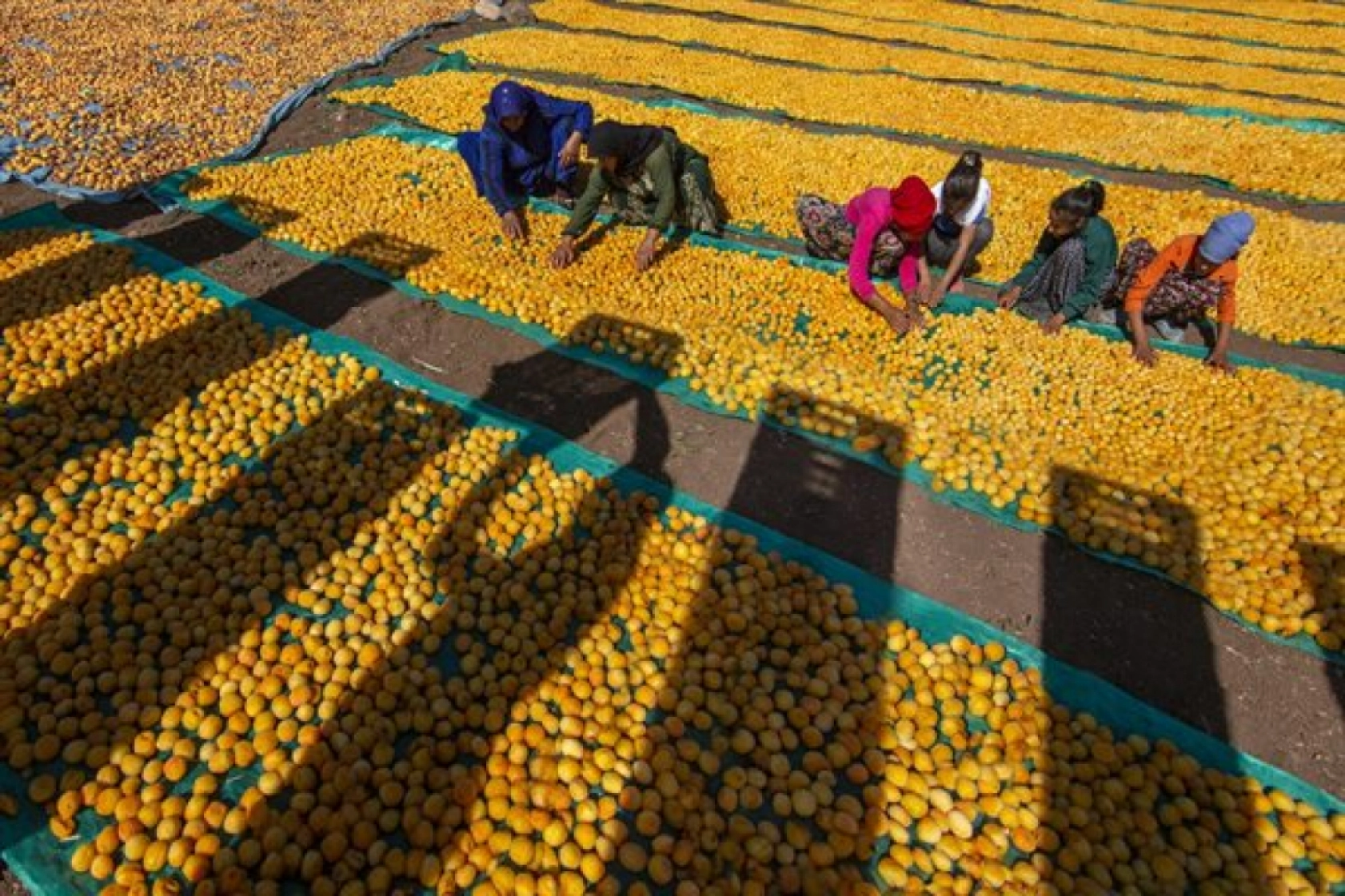 Malatya'da Kayısı Hasad Zamanı
