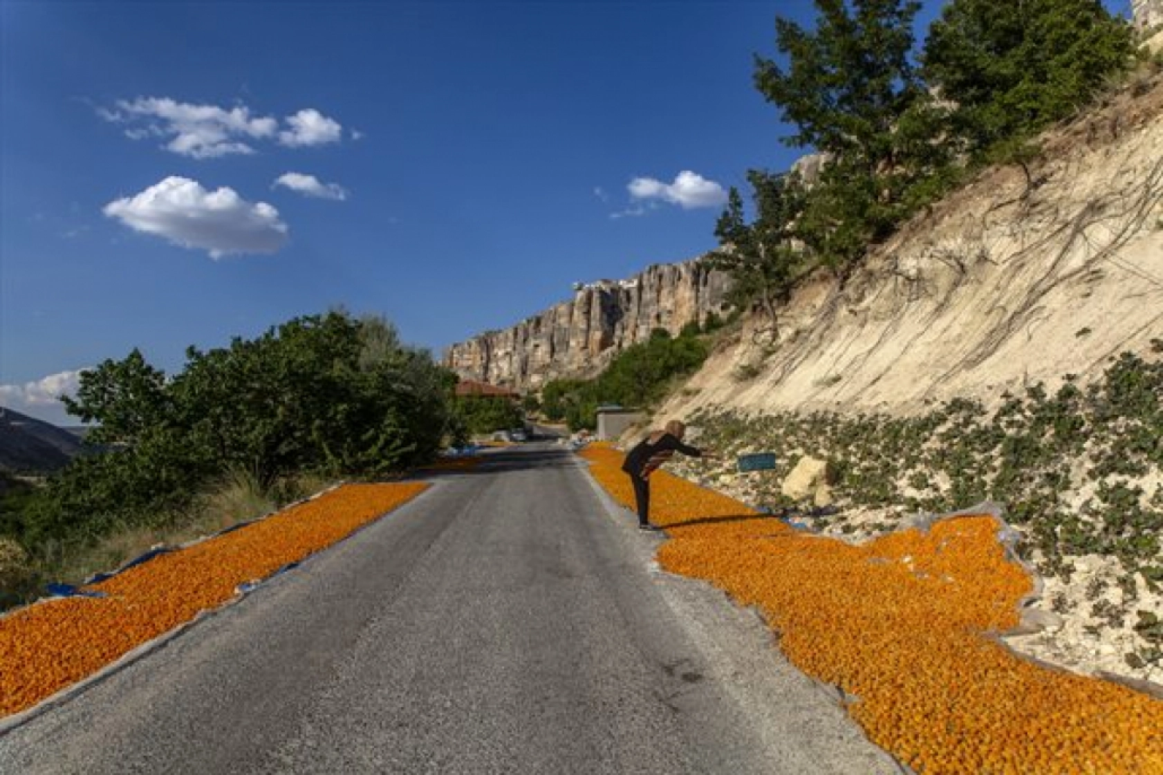 Malatya'da Kayısı Hasad Zamanı