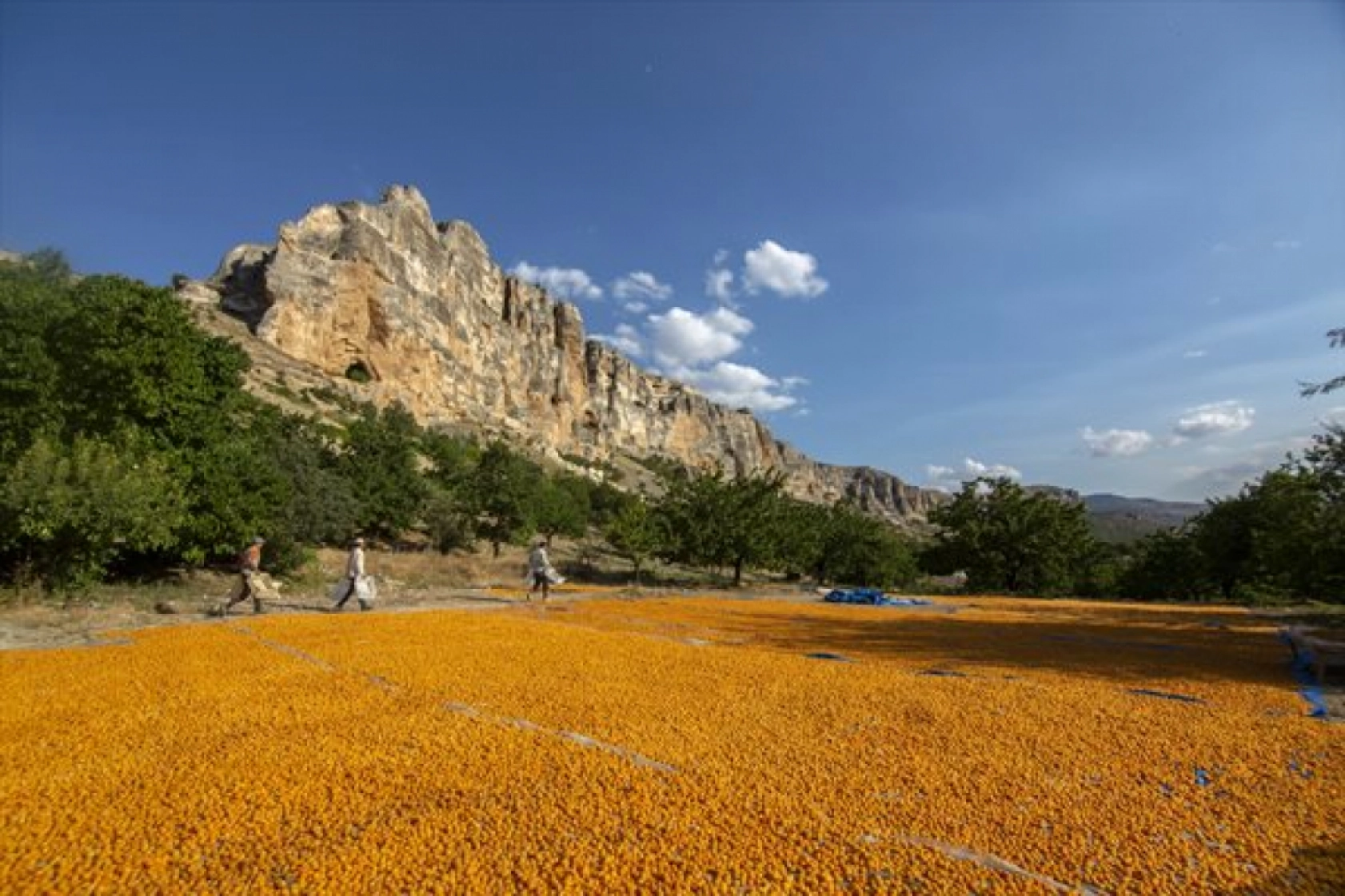 Malatya'da Kayısı Hasad Zamanı
