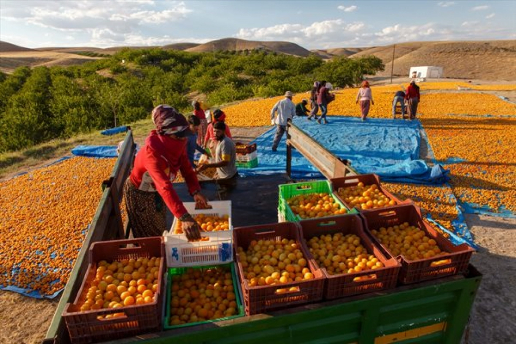 Malatya'da Kayısı Hasad Zamanı
