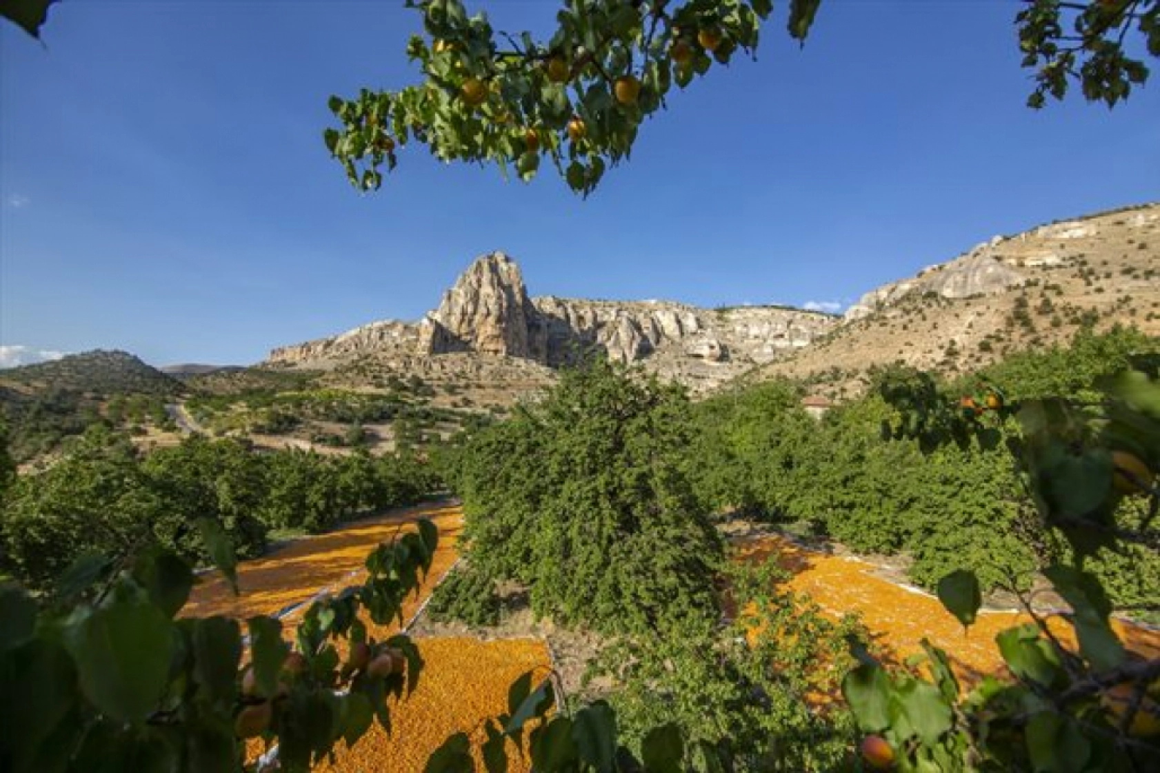 Malatya'da Kayısı Hasad Zamanı