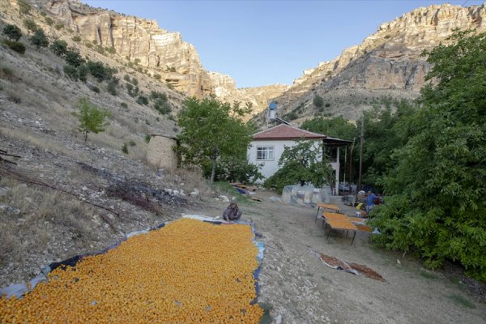 Malatya'da Kayısı Hasad Zamanı