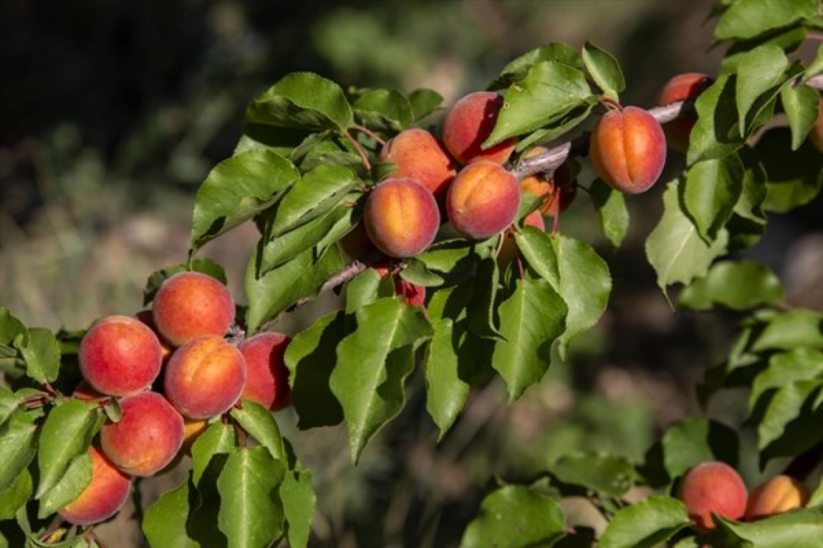 Malatya'da Kayısı Hasad Zamanı