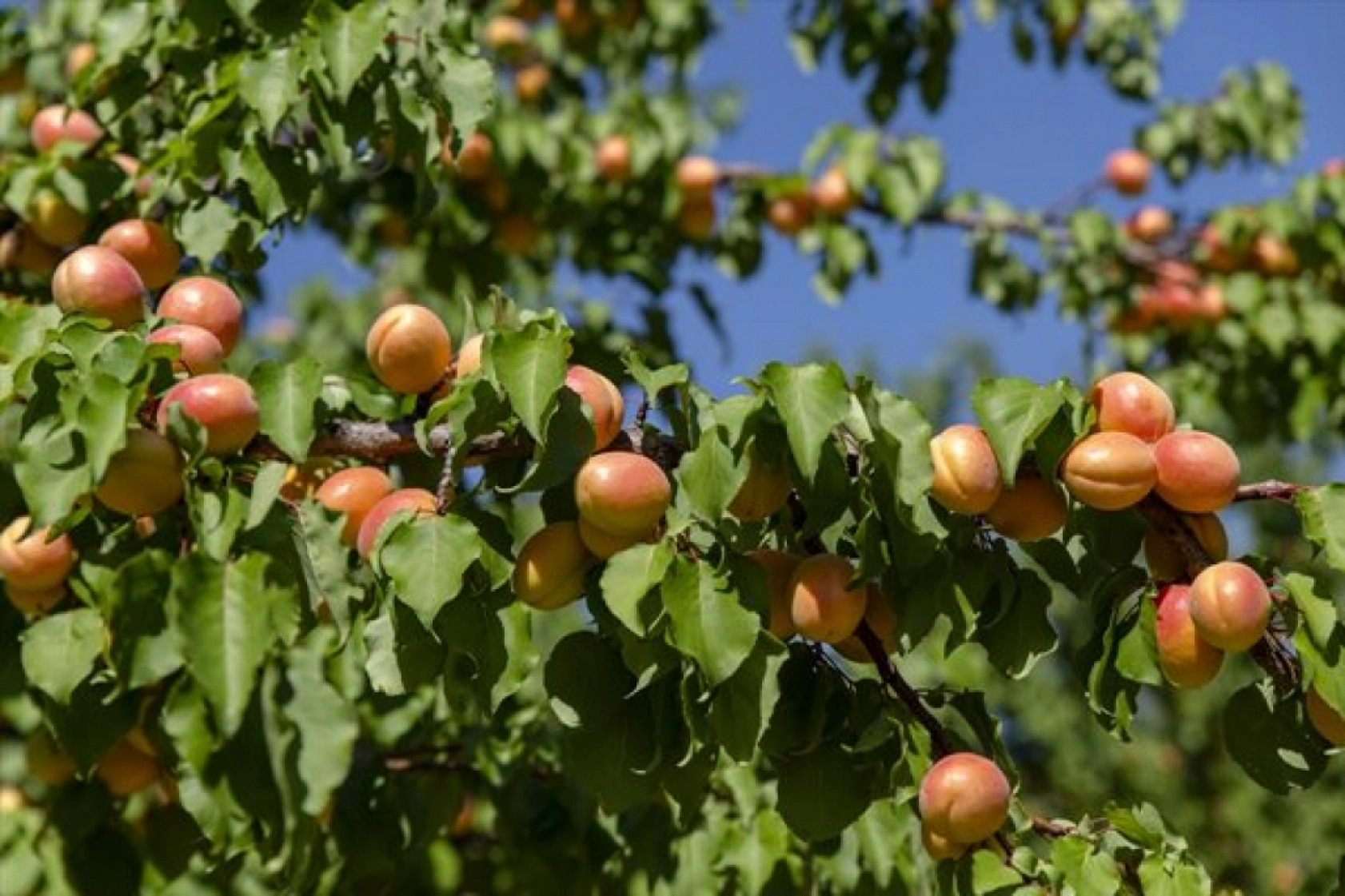 Malatya'da Kayısı Hasad Zamanı