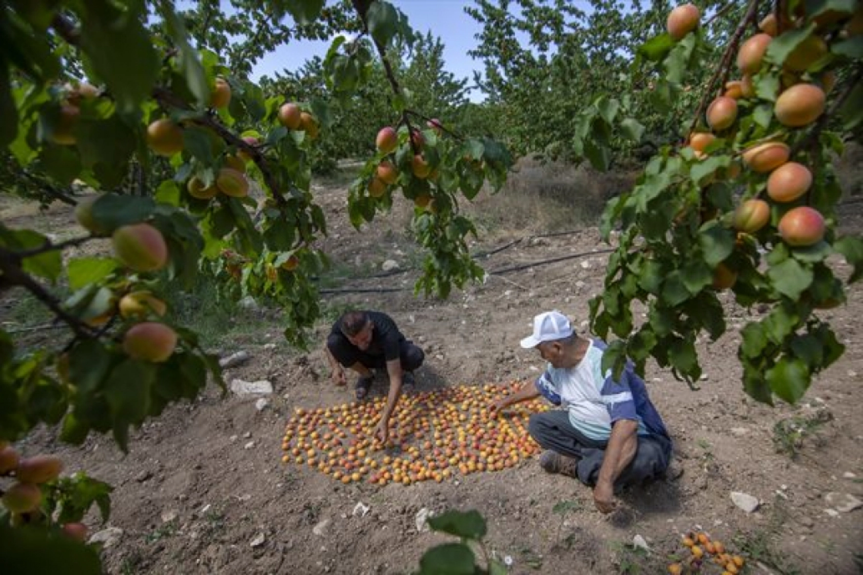 Malatya'da Kayısı Hasad Zamanı
