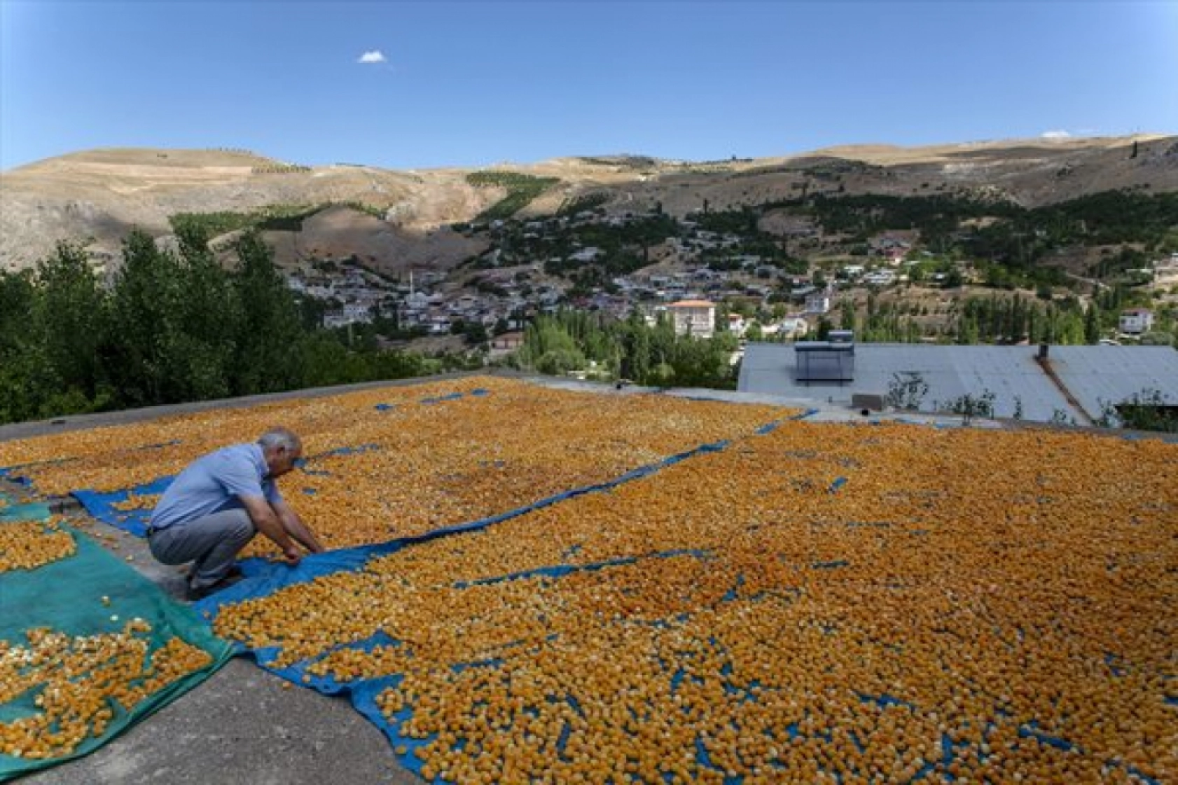 Malatya'da Kayısı Hasad Zamanı