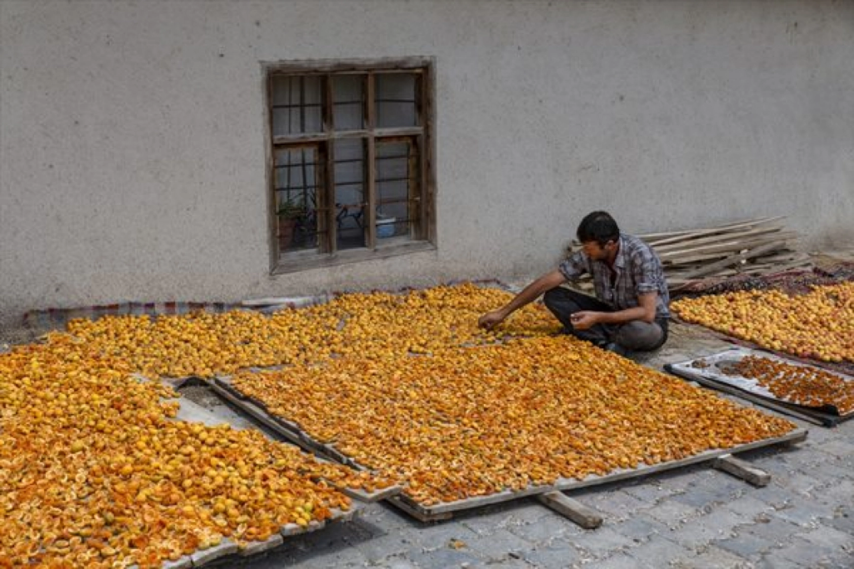 Malatya'da Kayısı Hasad Zamanı