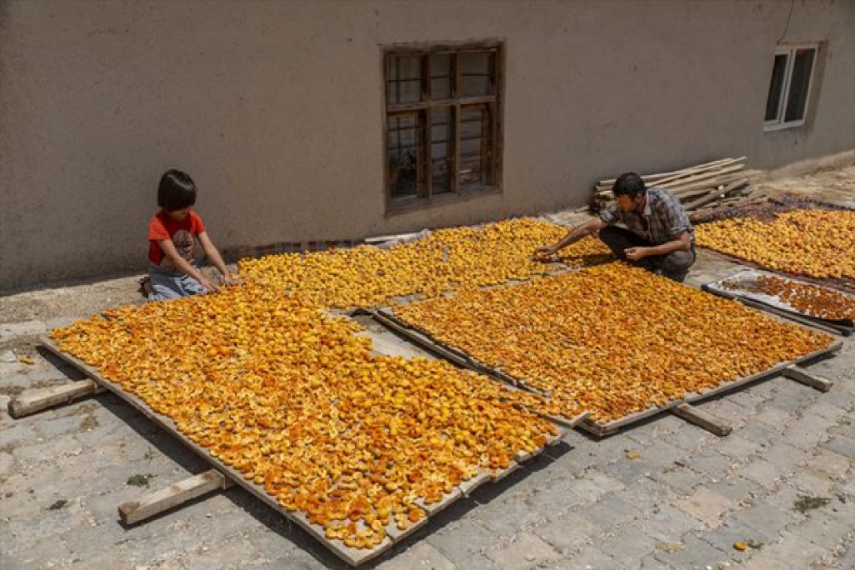 Malatya'da Kayısı Hasad Zamanı