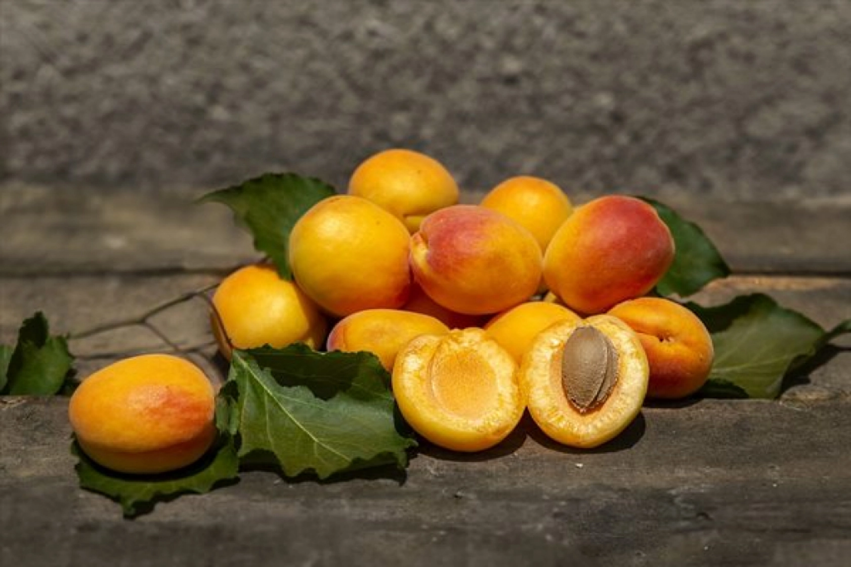 Malatya'da Kayısı Hasad Zamanı