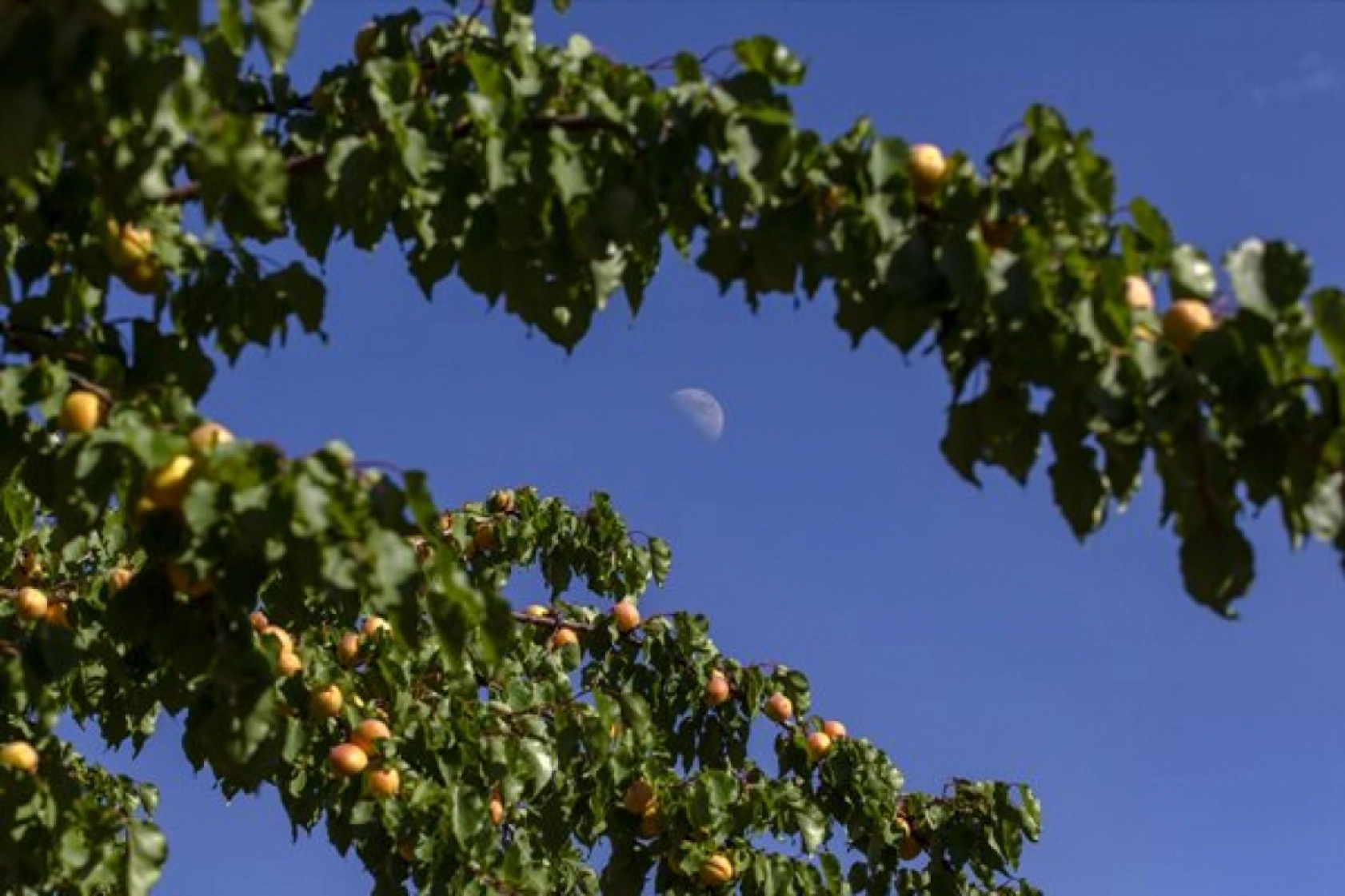 Malatya'da Kayısı Hasad Zamanı