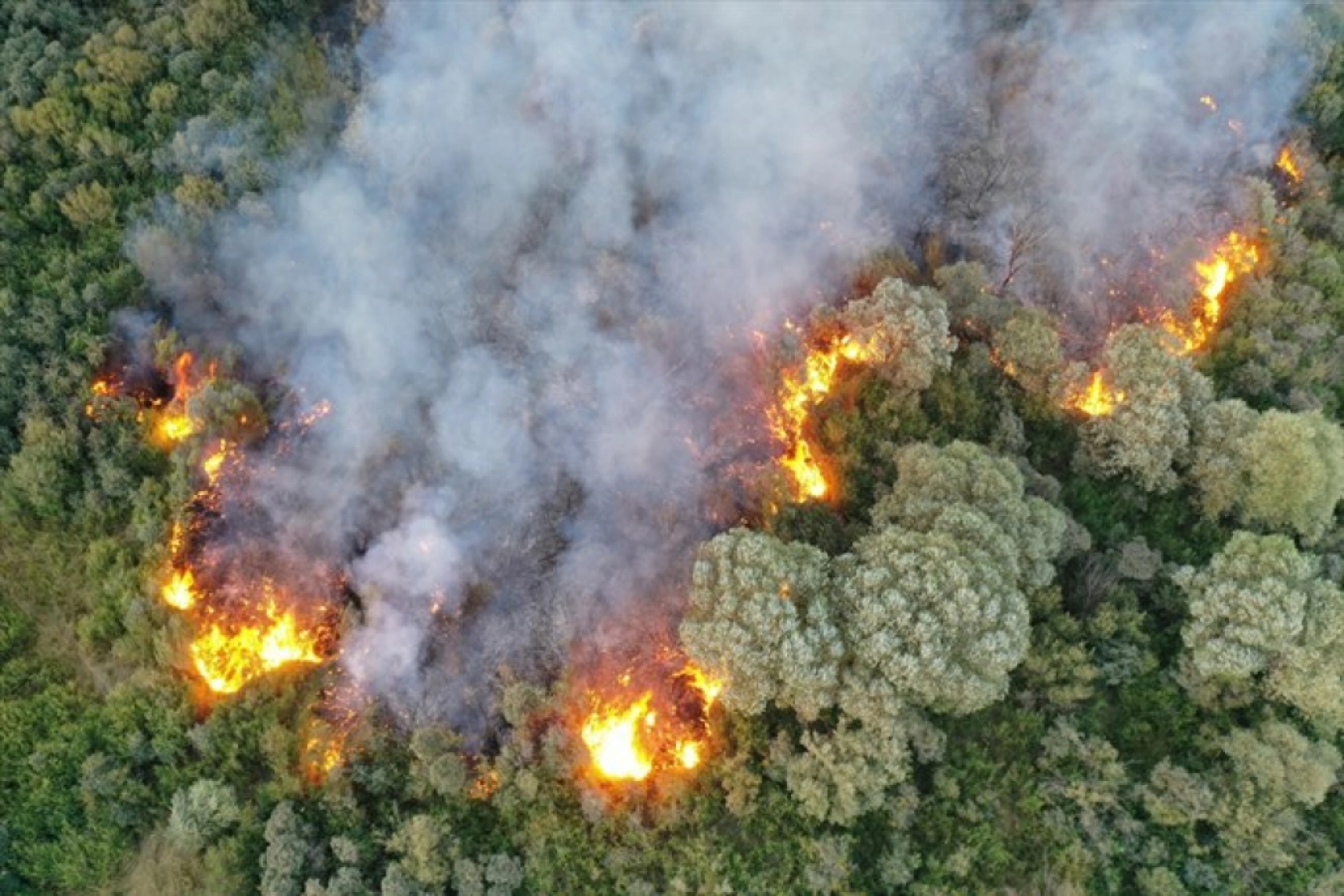 Ağrı'da ağaçlık alanda çıkan yangına müdahale ediliyor