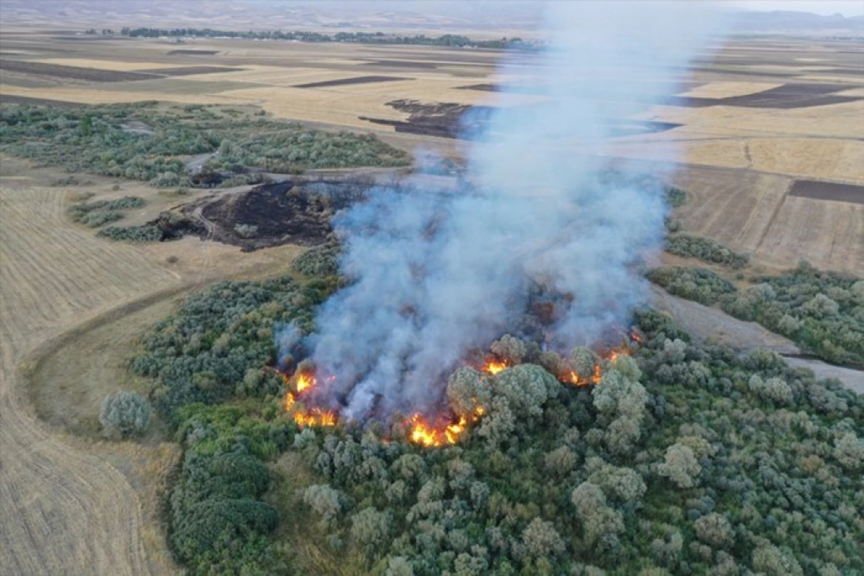 Ağrı'da ağaçlık alanda çıkan yangına müdahale ediliyor