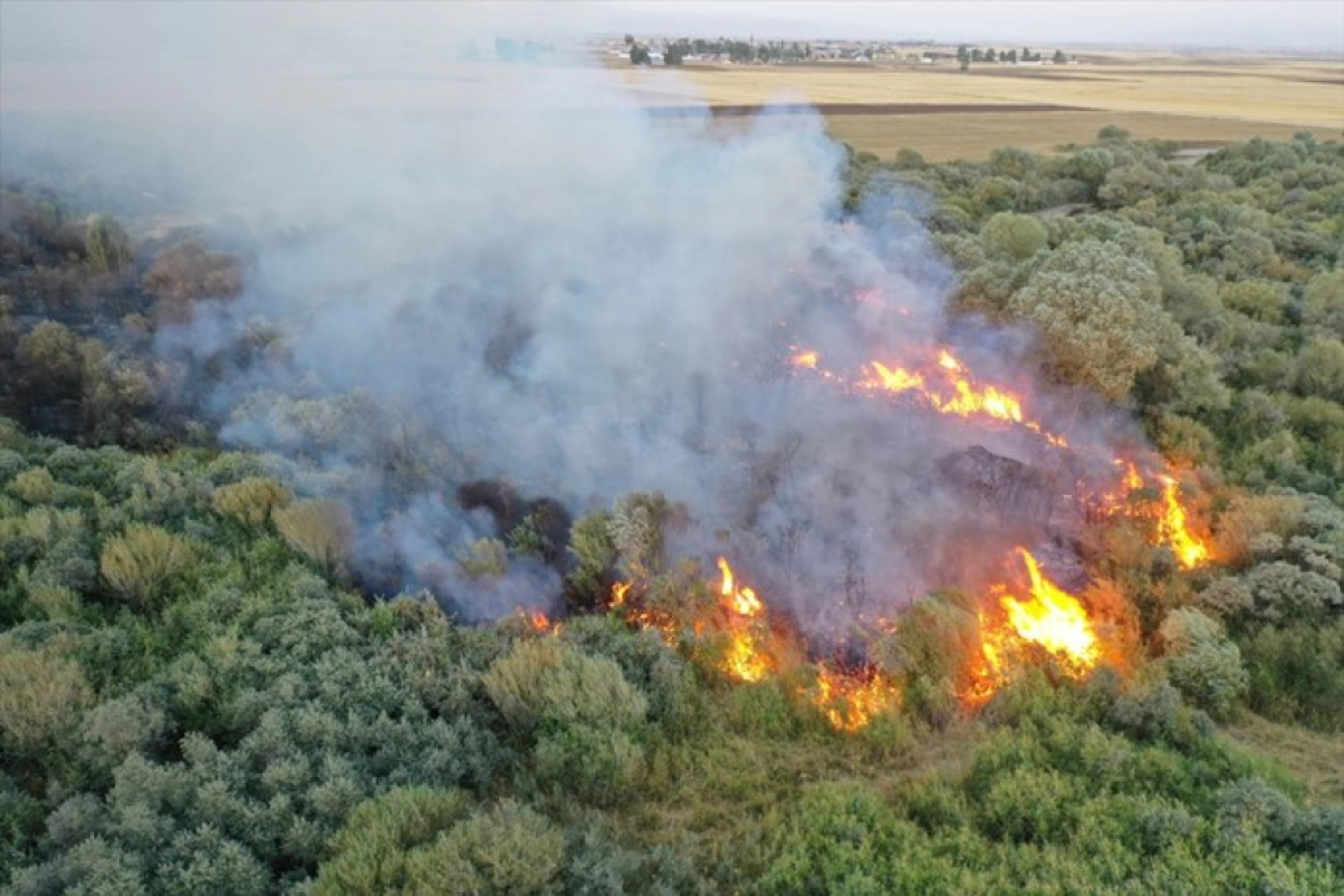 Ağrı'da ağaçlık alanda çıkan yangına müdahale ediliyor