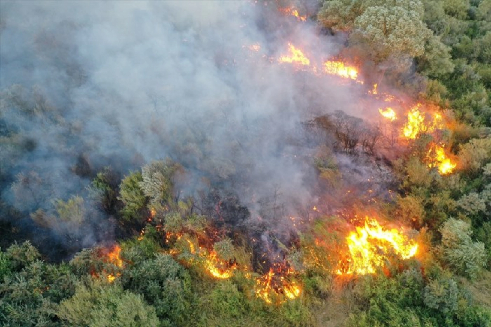 Ağrı'da ağaçlık alanda çıkan yangına müdahale ediliyor
