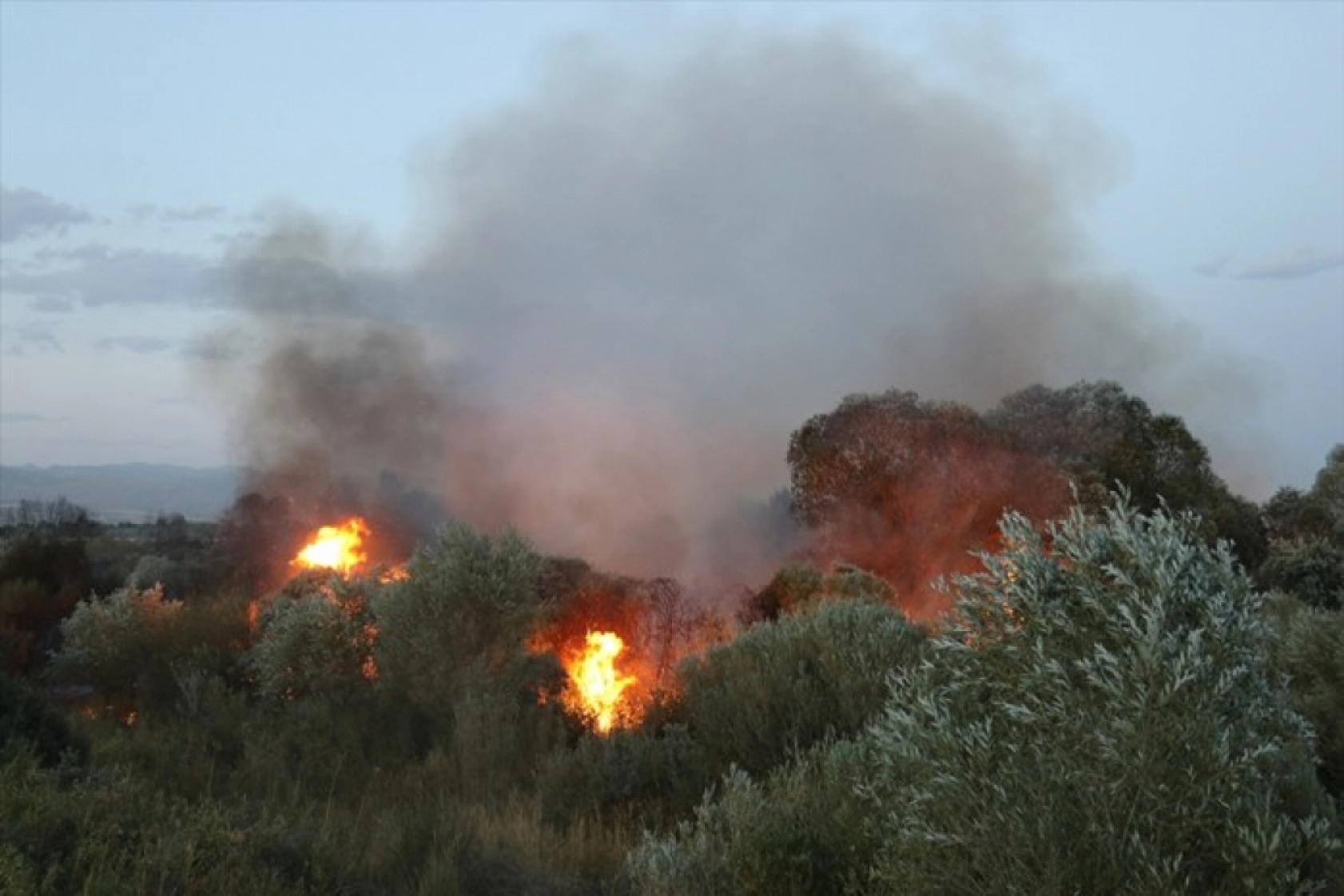 Ağrı'da ağaçlık alanda çıkan yangına müdahale ediliyor