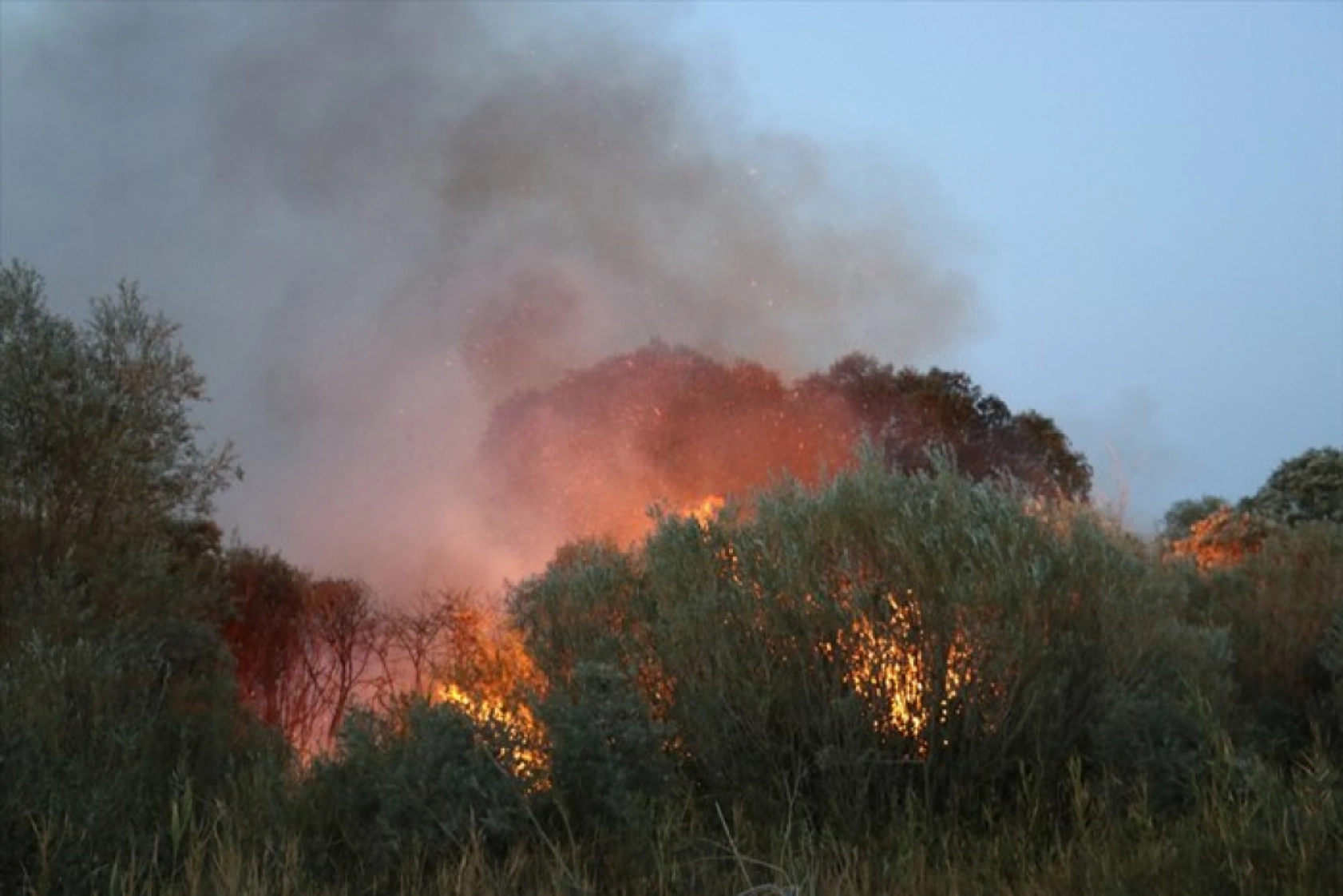 Ağrı'da ağaçlık alanda çıkan yangına müdahale ediliyor