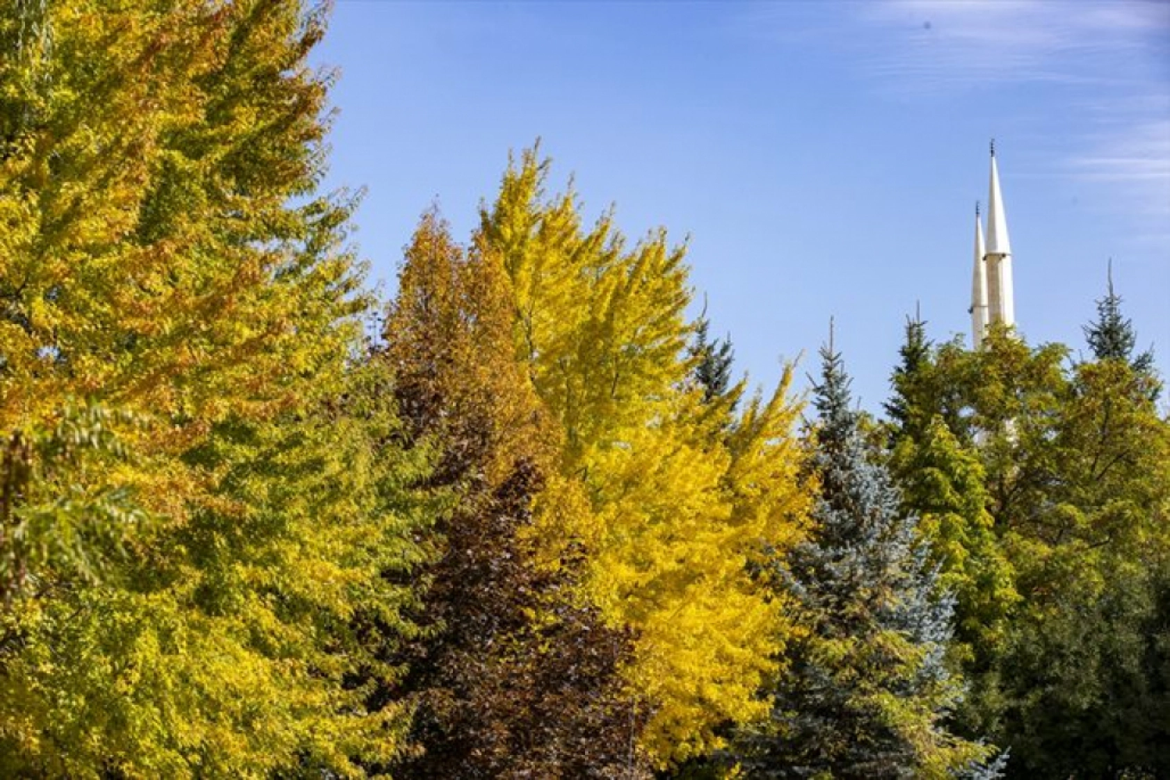 Atatürk Üniversitesi yerleşkesi ve Ata Botanik Bahçe'de sonbahar renkleri hakim oldu