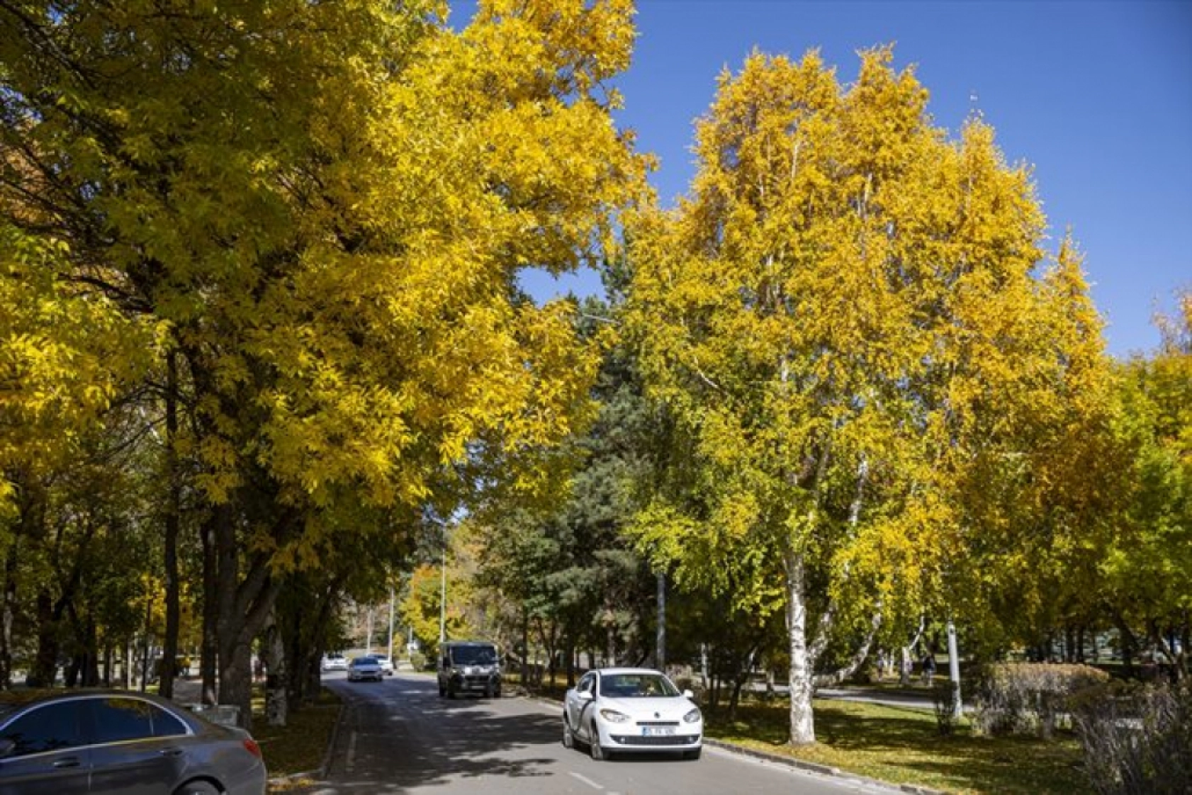 Atatürk Üniversitesi yerleşkesi ve Ata Botanik Bahçe'de sonbahar renkleri hakim oldu