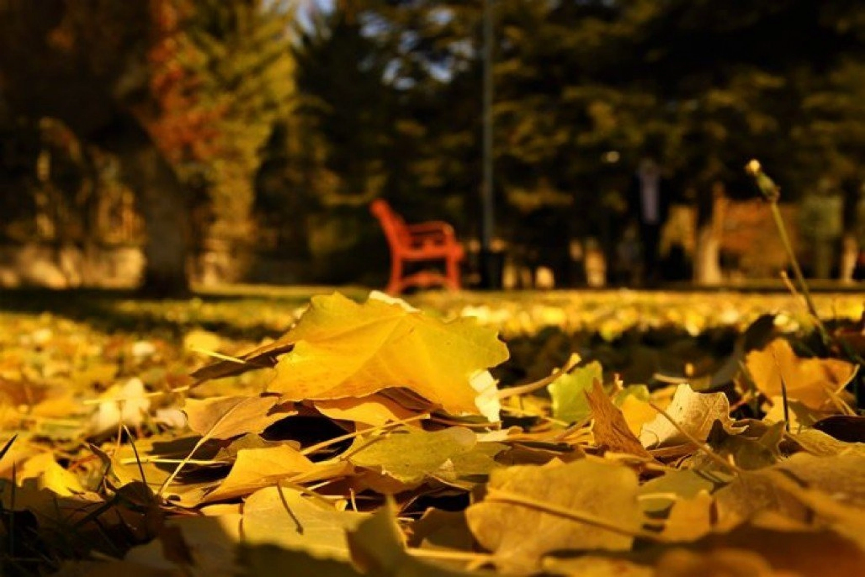 Elazığ'da sonbaharın son demleri görsel şölen oluşturuyor