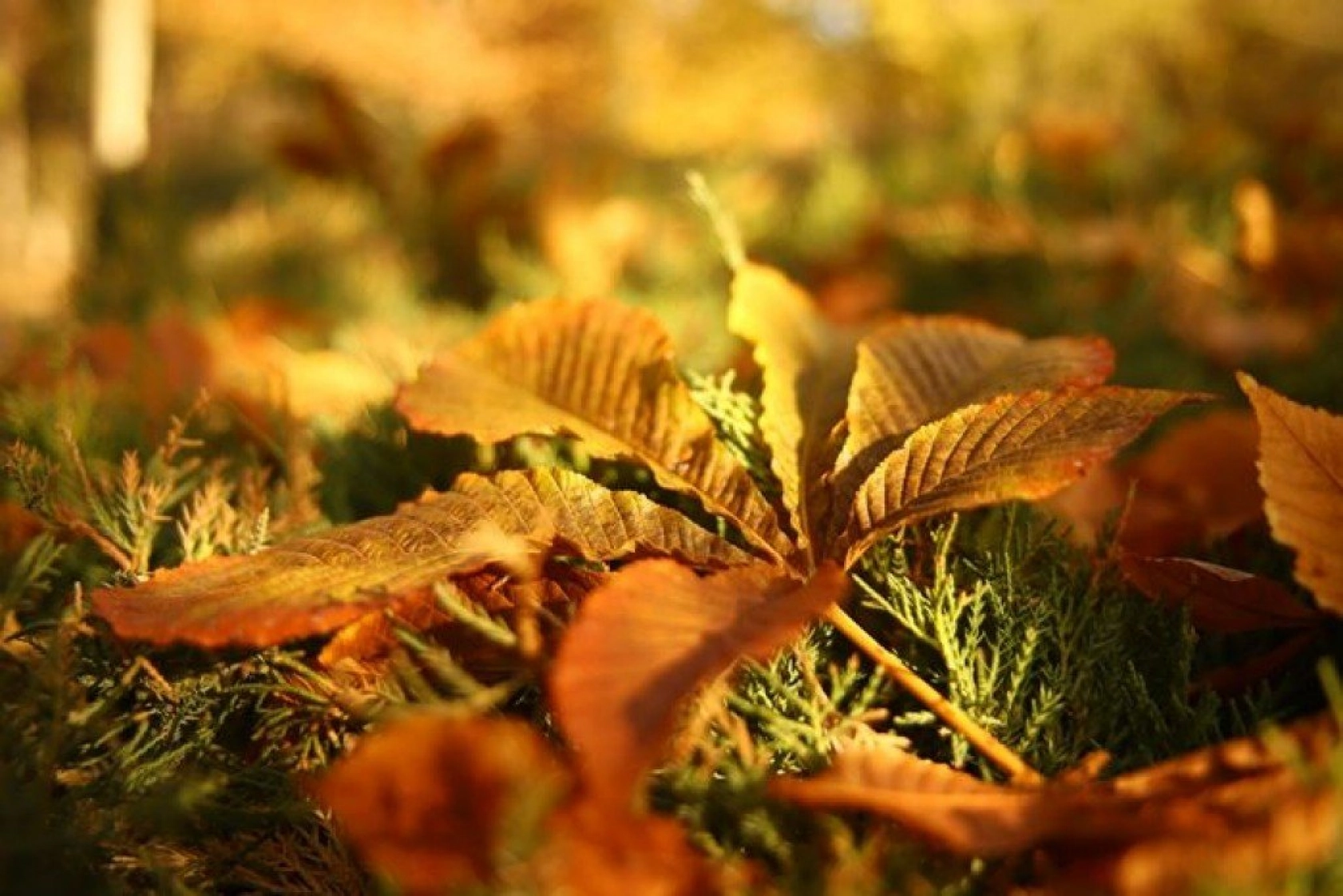 Elazığ'da sonbaharın son demleri görsel şölen oluşturuyor