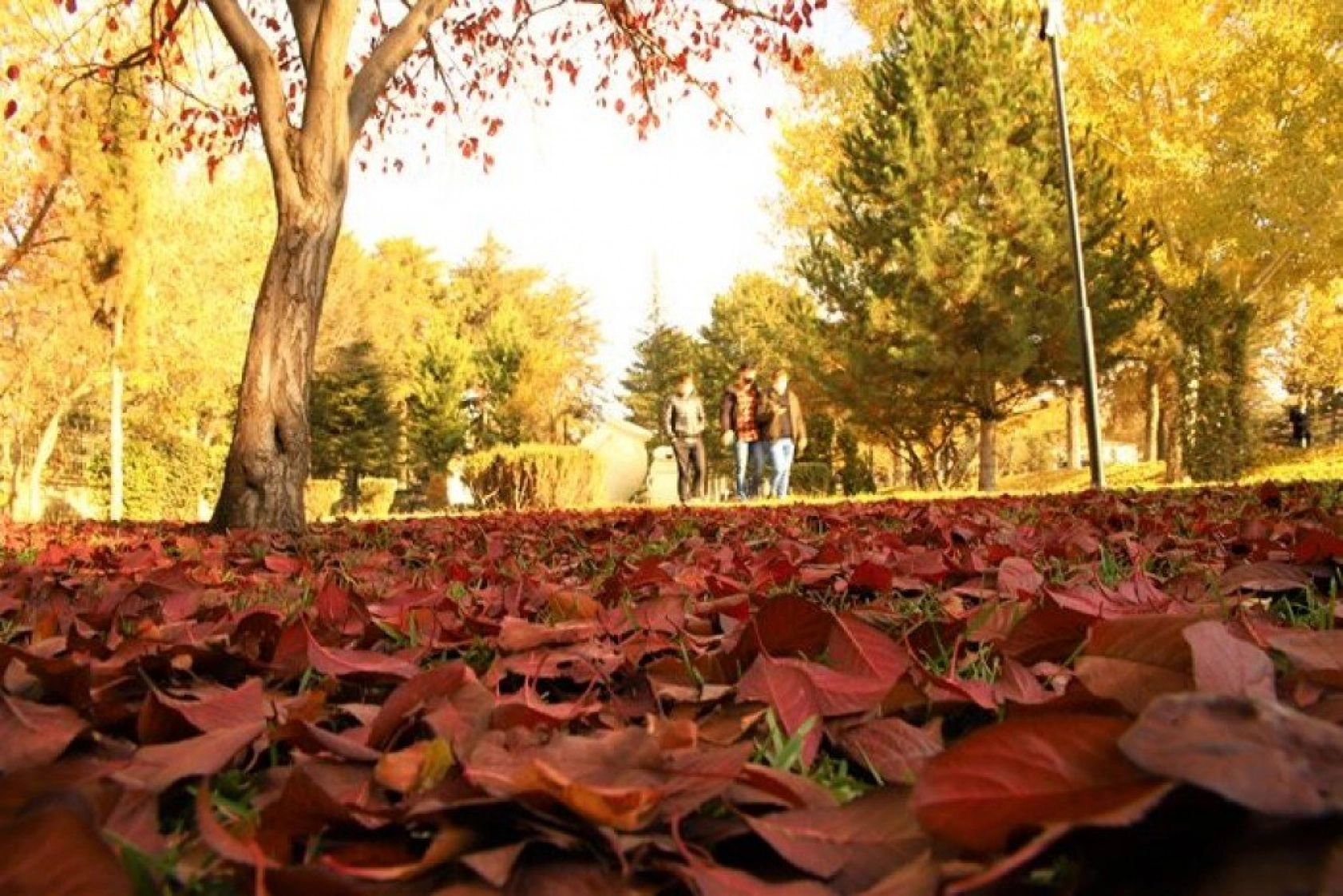 Elazığ'da sonbaharın son demleri görsel şölen oluşturuyor
