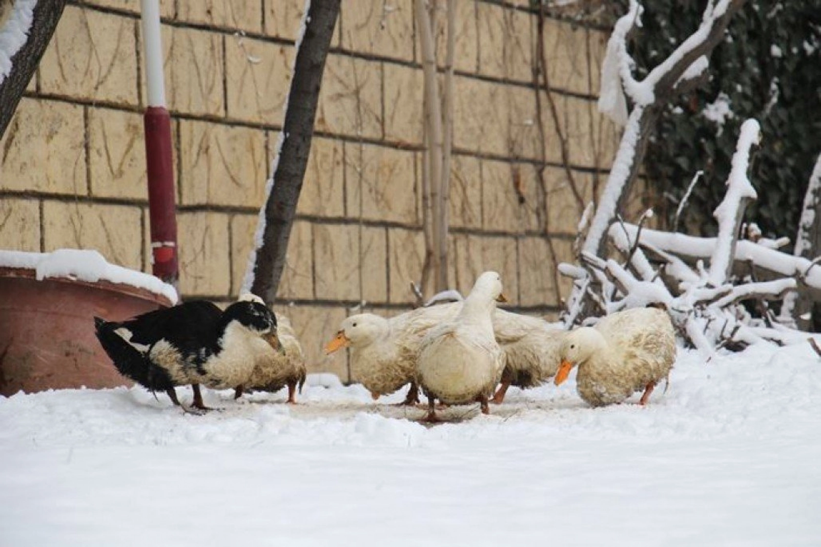 Elazığ'da çocukların kar sevinci