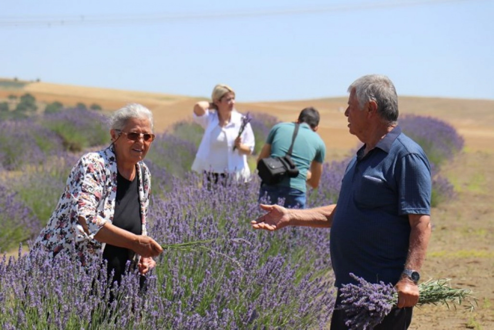 Lavanta tarlalarında görsel şölen
