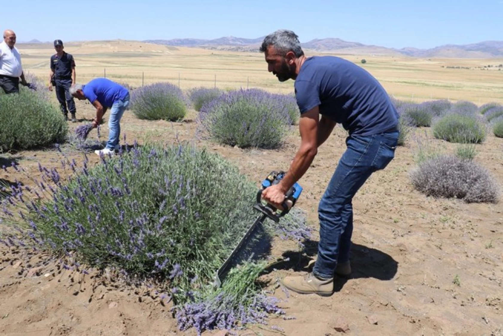 Lavanta tarlalarında görsel şölen