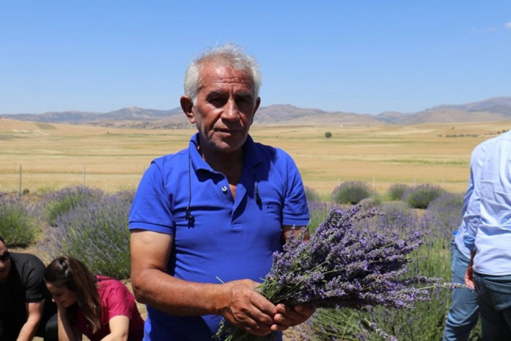 Lavanta tarlalarında görsel şölen