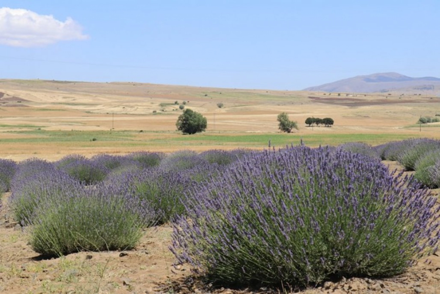 Lavanta tarlalarında görsel şölen