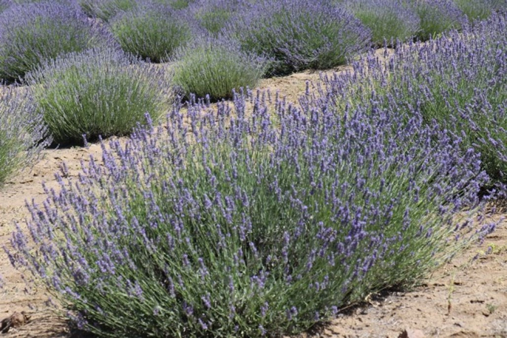 Lavanta tarlalarında görsel şölen