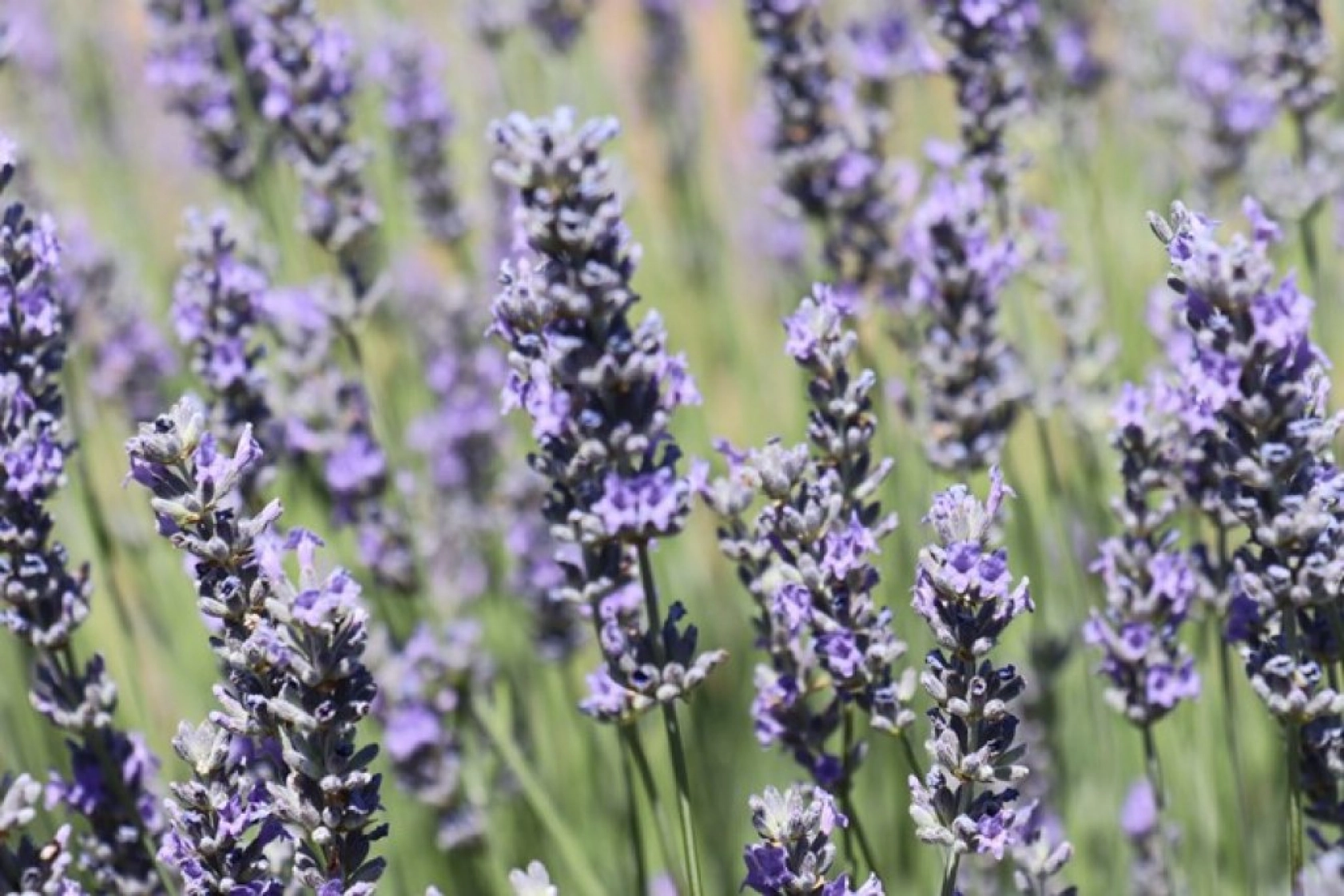 Lavanta tarlalarında görsel şölen