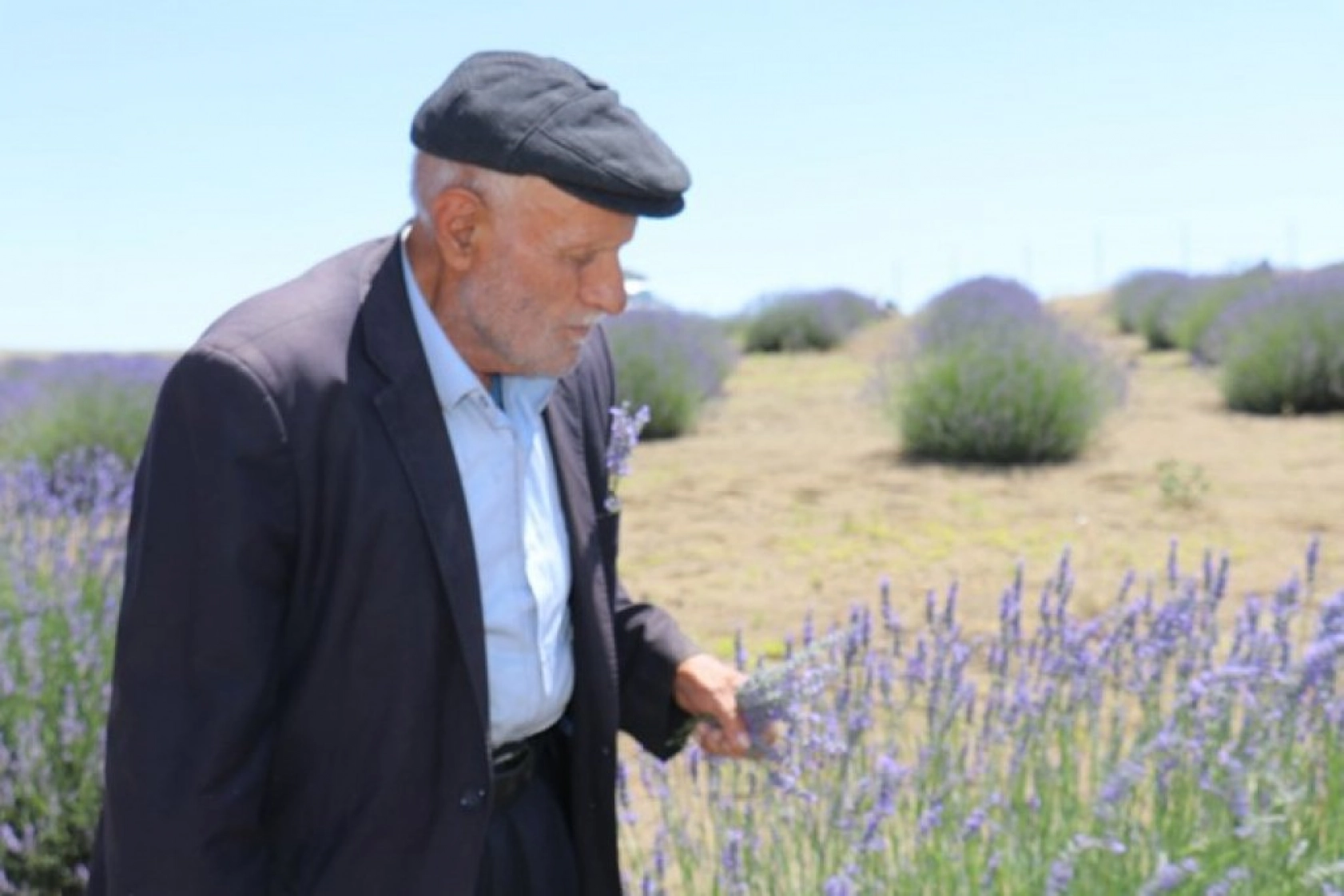 Lavanta tarlalarında görsel şölen