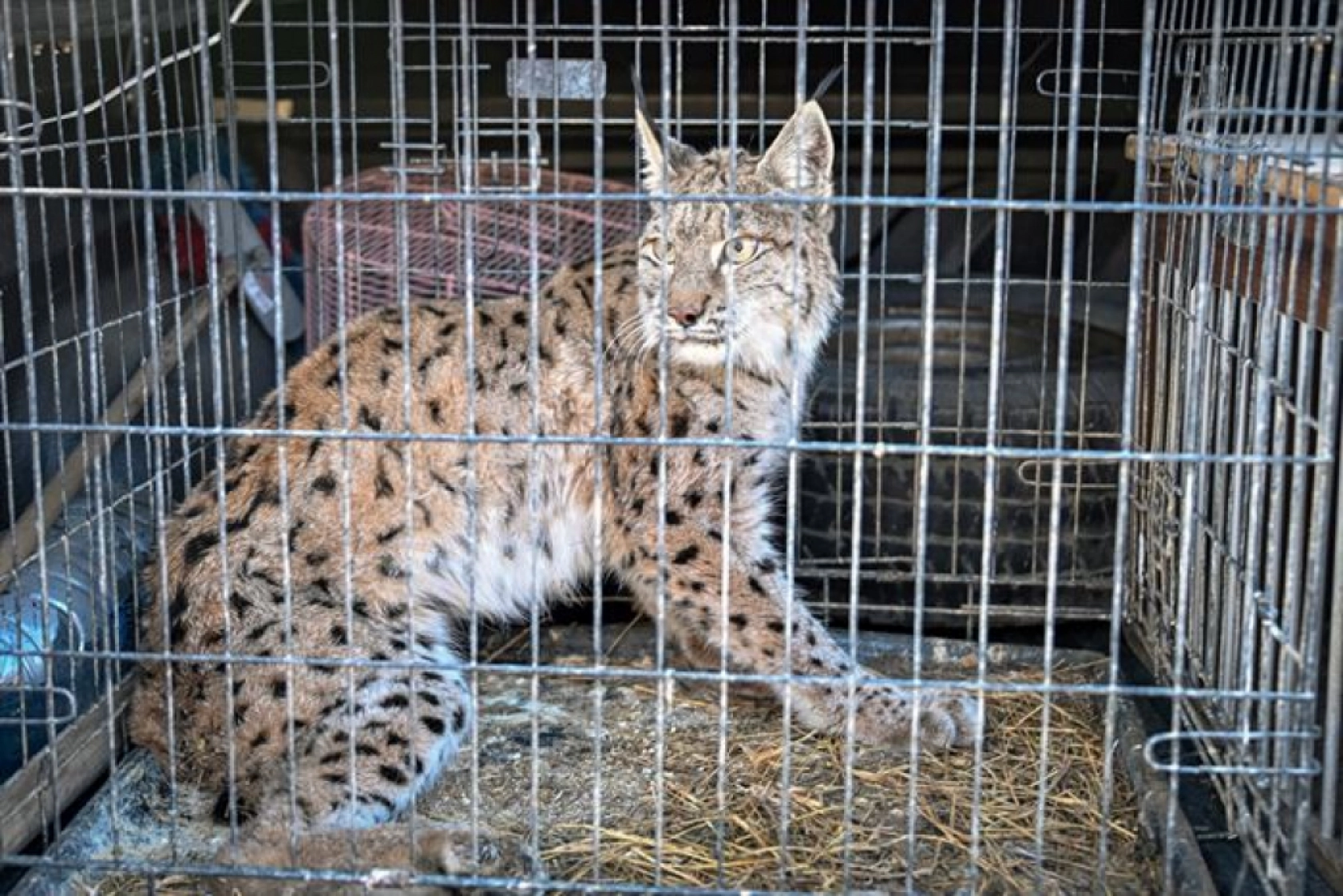 Van'da nesli tükenme tehlikesi altındaki yaralı vaşak için ekipler seferber oldu