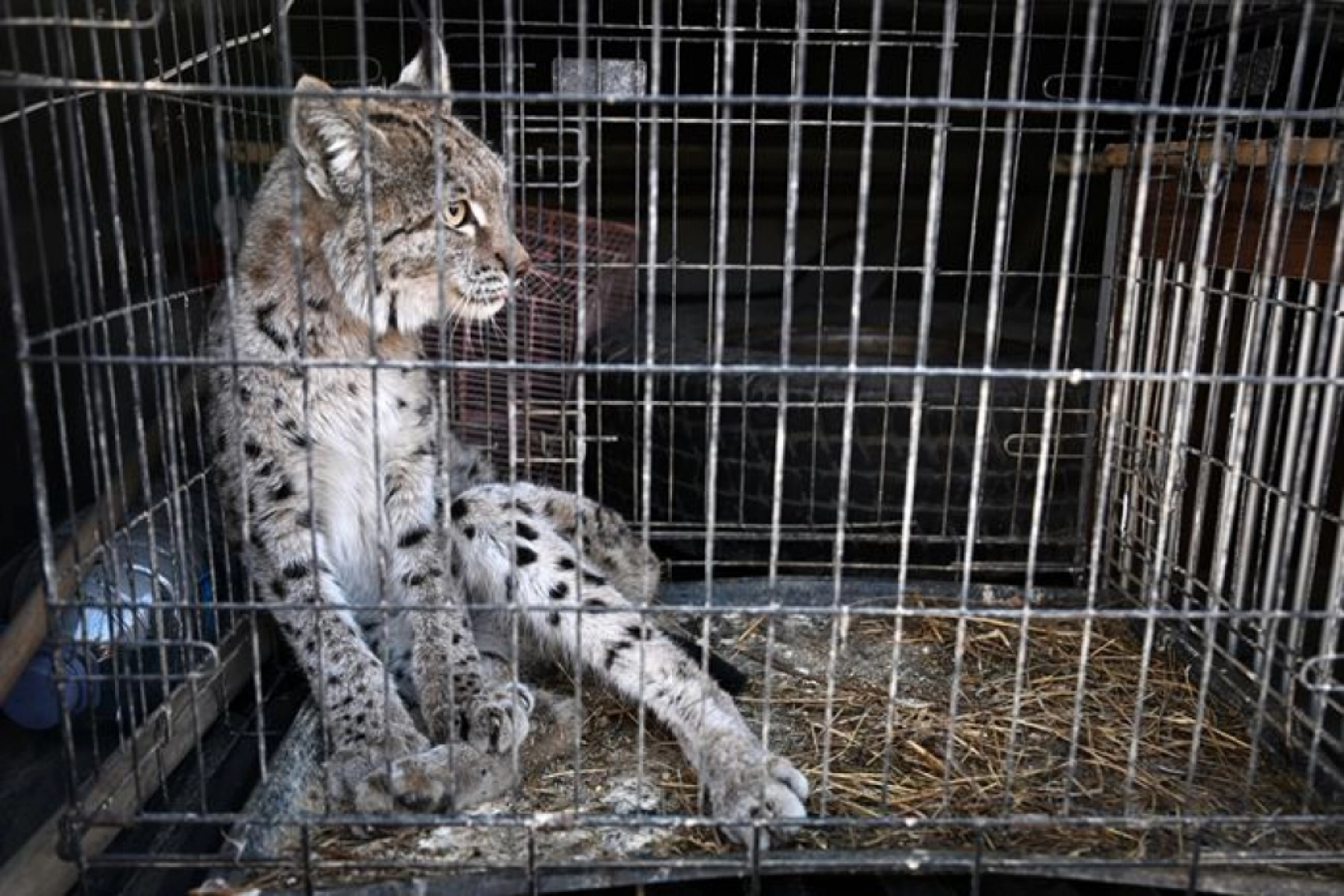 Van'da nesli tükenme tehlikesi altındaki yaralı vaşak için ekipler seferber oldu