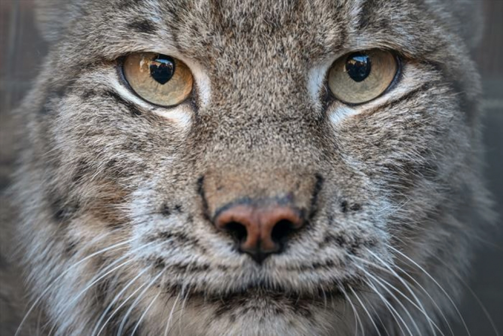 Van'da nesli tükenme tehlikesi altındaki yaralı vaşak için ekipler seferber oldu