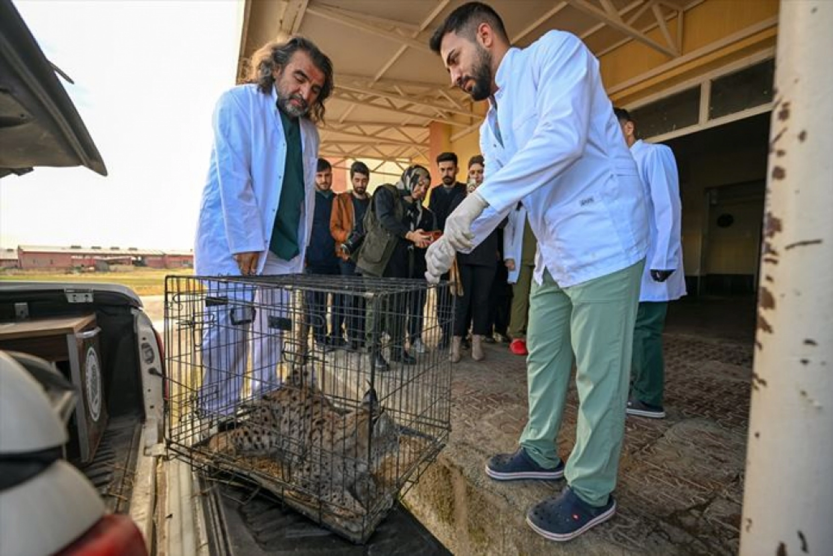 Van'da nesli tükenme tehlikesi altındaki yaralı vaşak için ekipler seferber oldu