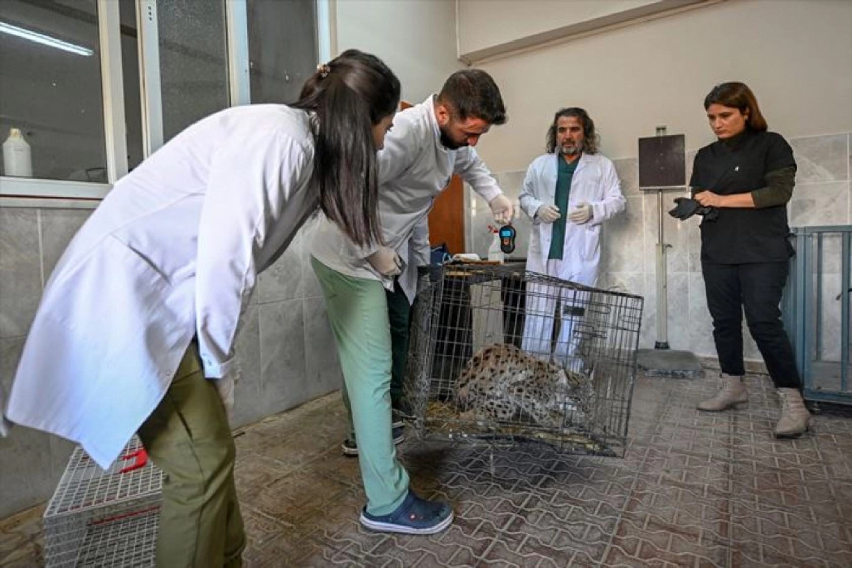 Van'da nesli tükenme tehlikesi altındaki yaralı vaşak için ekipler seferber oldu