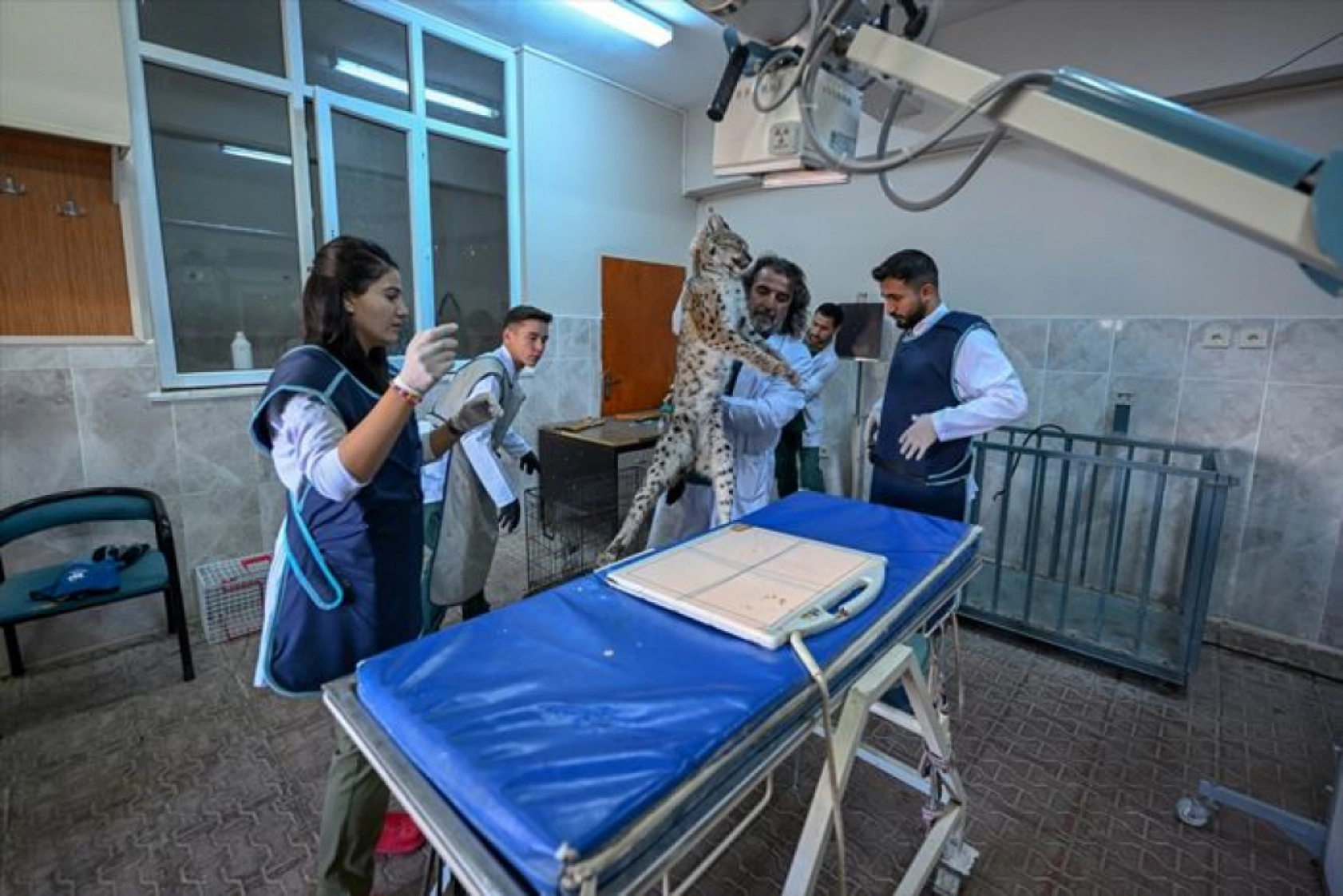 Van'da nesli tükenme tehlikesi altındaki yaralı vaşak için ekipler seferber oldu