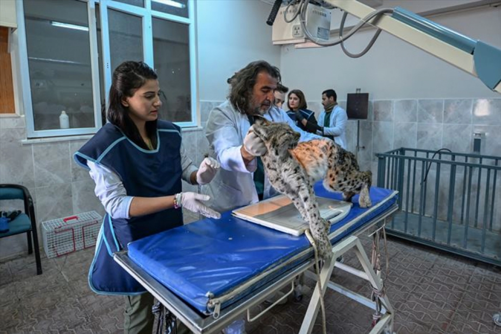 Van'da nesli tükenme tehlikesi altındaki yaralı vaşak için ekipler seferber oldu