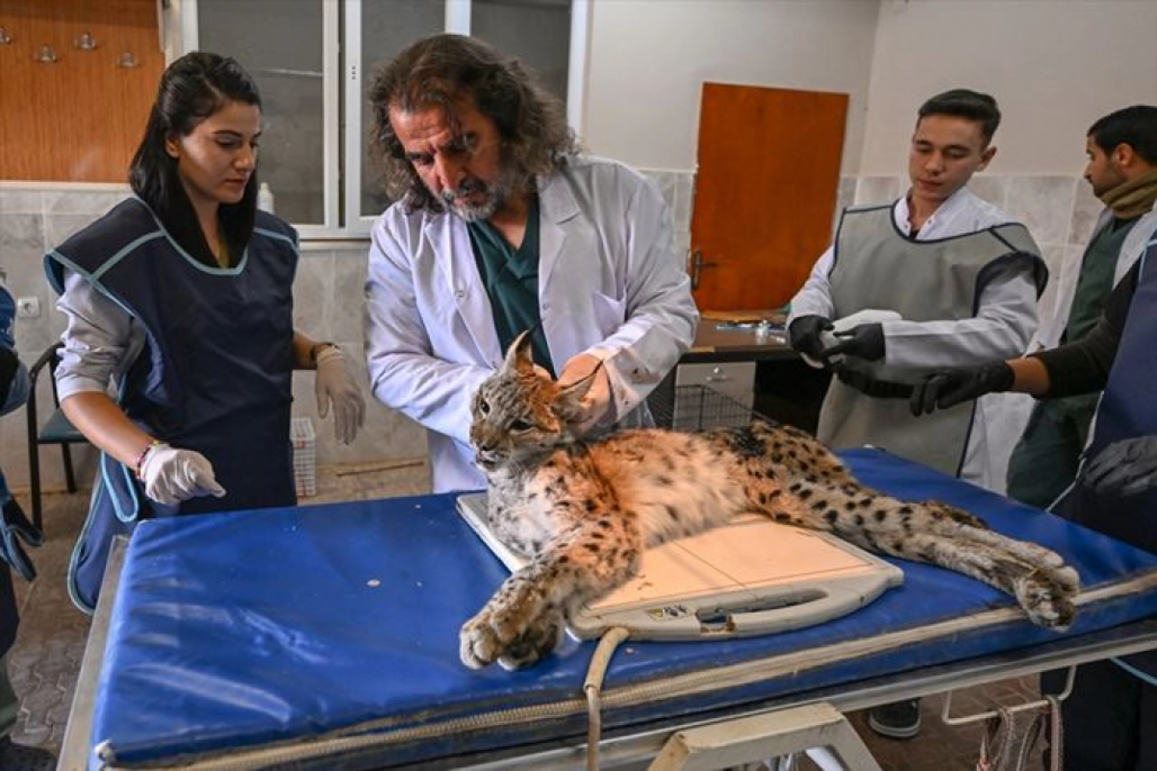 Van'da nesli tükenme tehlikesi altındaki yaralı vaşak için ekipler seferber oldu