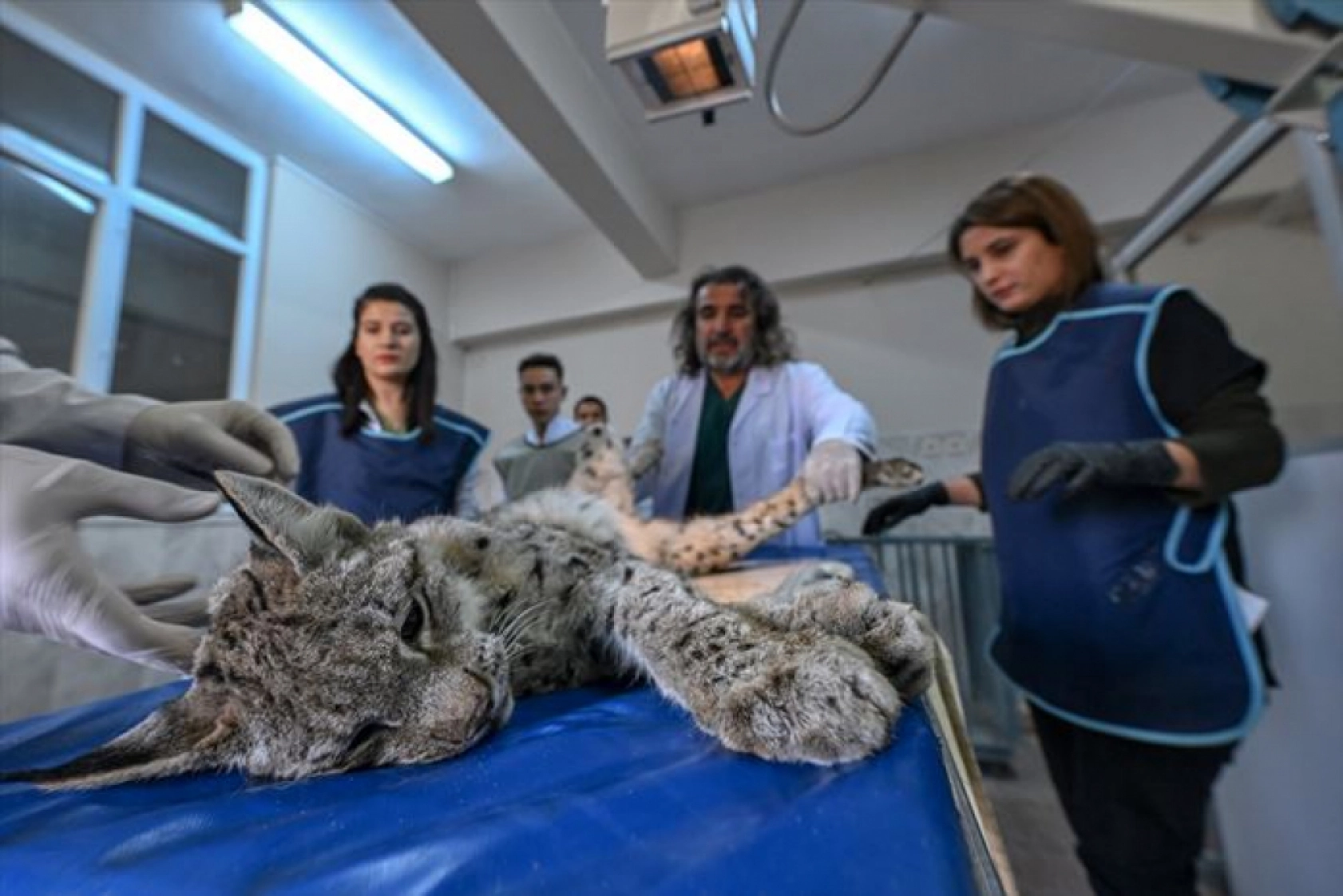 Van'da nesli tükenme tehlikesi altındaki yaralı vaşak için ekipler seferber oldu