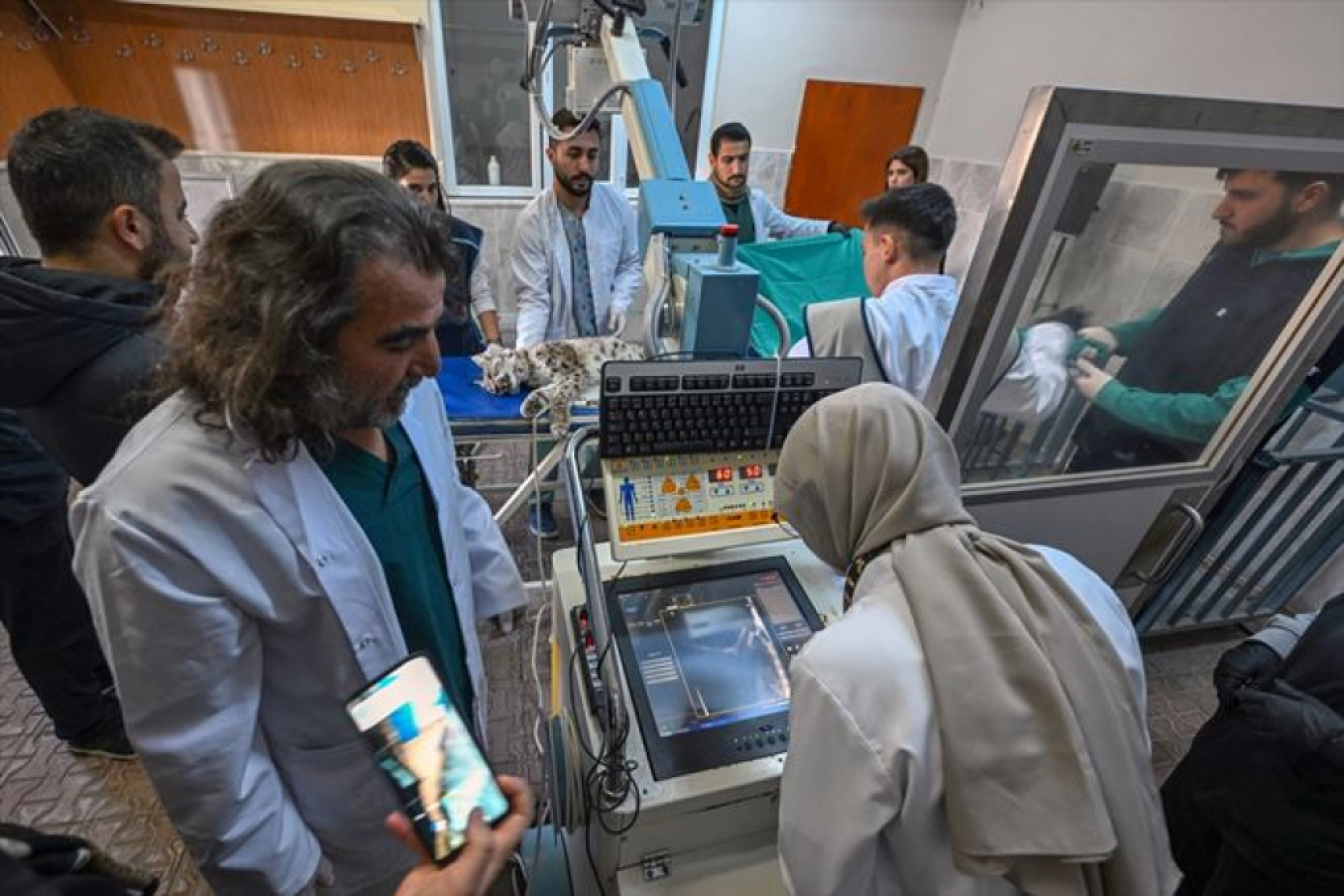 Van'da nesli tükenme tehlikesi altındaki yaralı vaşak için ekipler seferber oldu