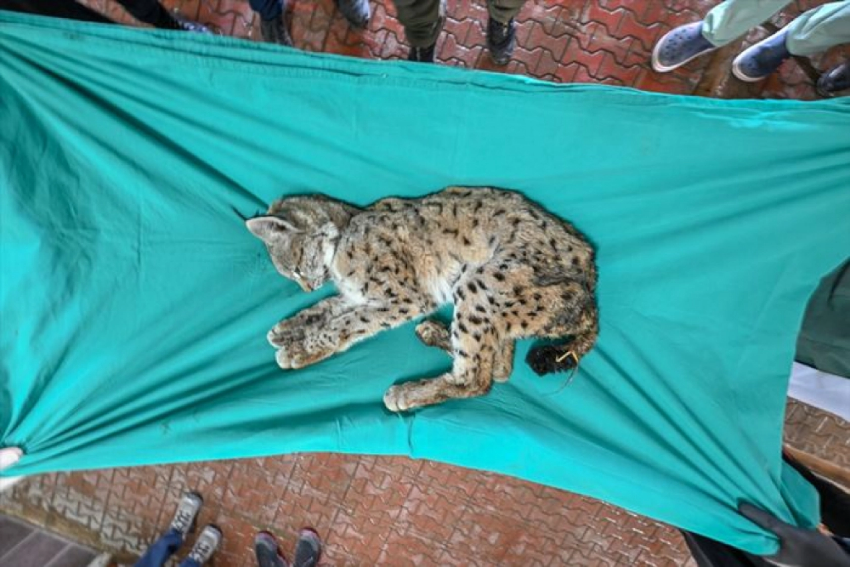 Van'da nesli tükenme tehlikesi altındaki yaralı vaşak için ekipler seferber oldu