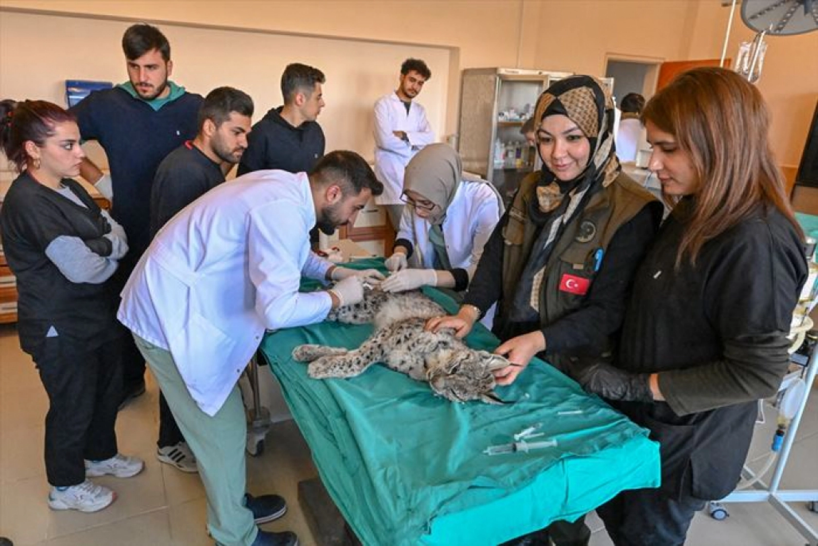 Van'da nesli tükenme tehlikesi altındaki yaralı vaşak için ekipler seferber oldu