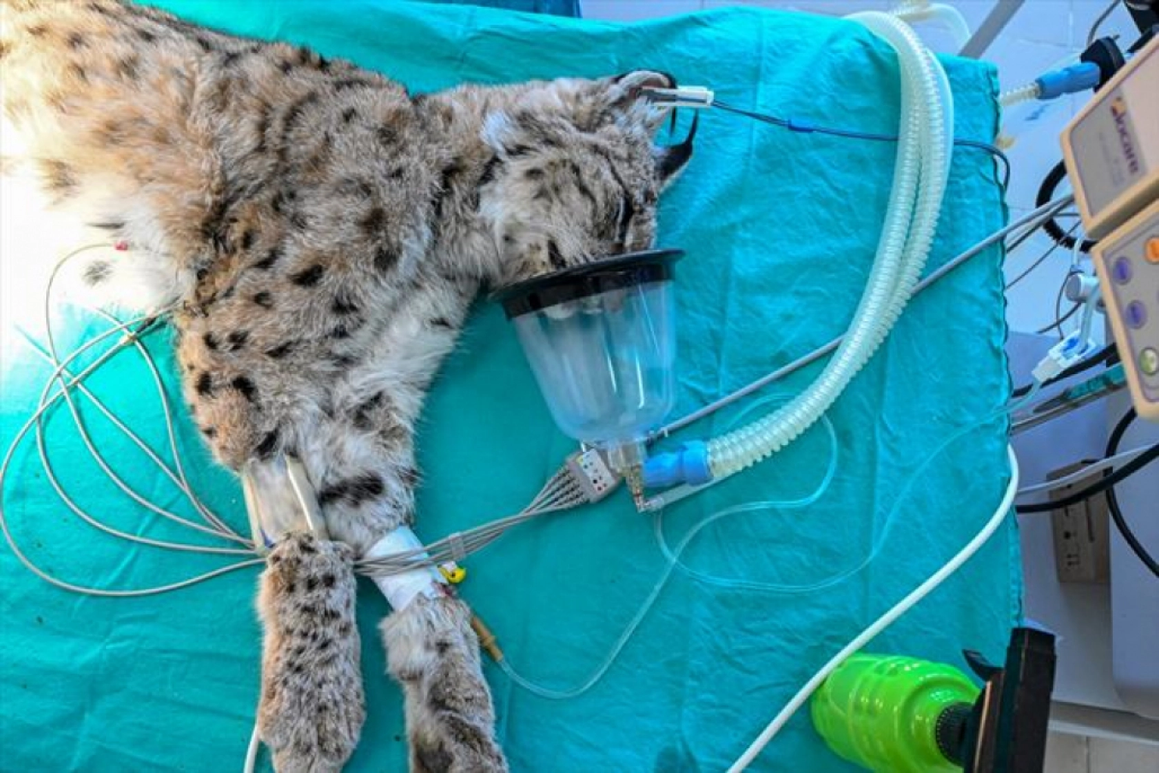 Van'da nesli tükenme tehlikesi altındaki yaralı vaşak için ekipler seferber oldu