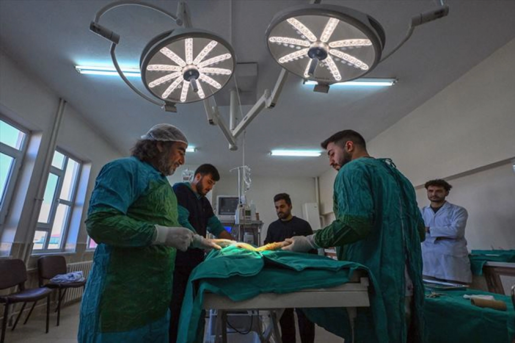 Van'da nesli tükenme tehlikesi altındaki yaralı vaşak için ekipler seferber oldu