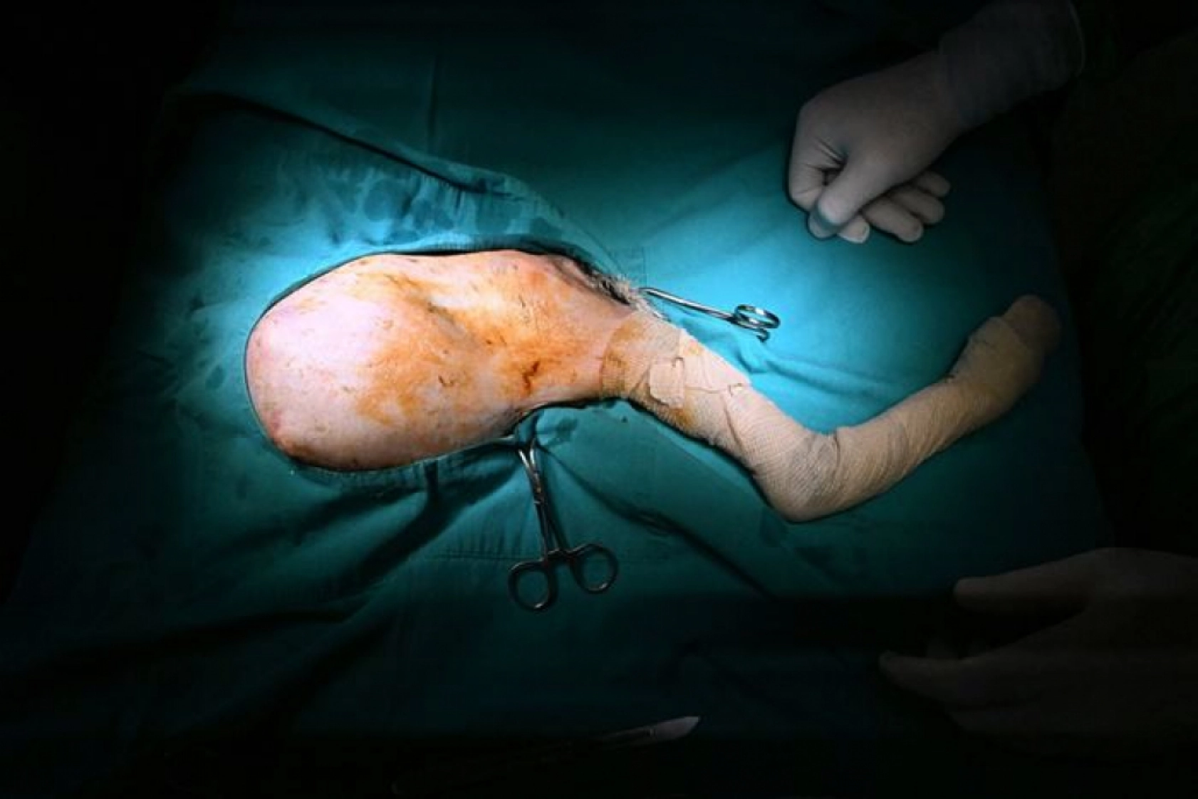 Van'da nesli tükenme tehlikesi altındaki yaralı vaşak için ekipler seferber oldu